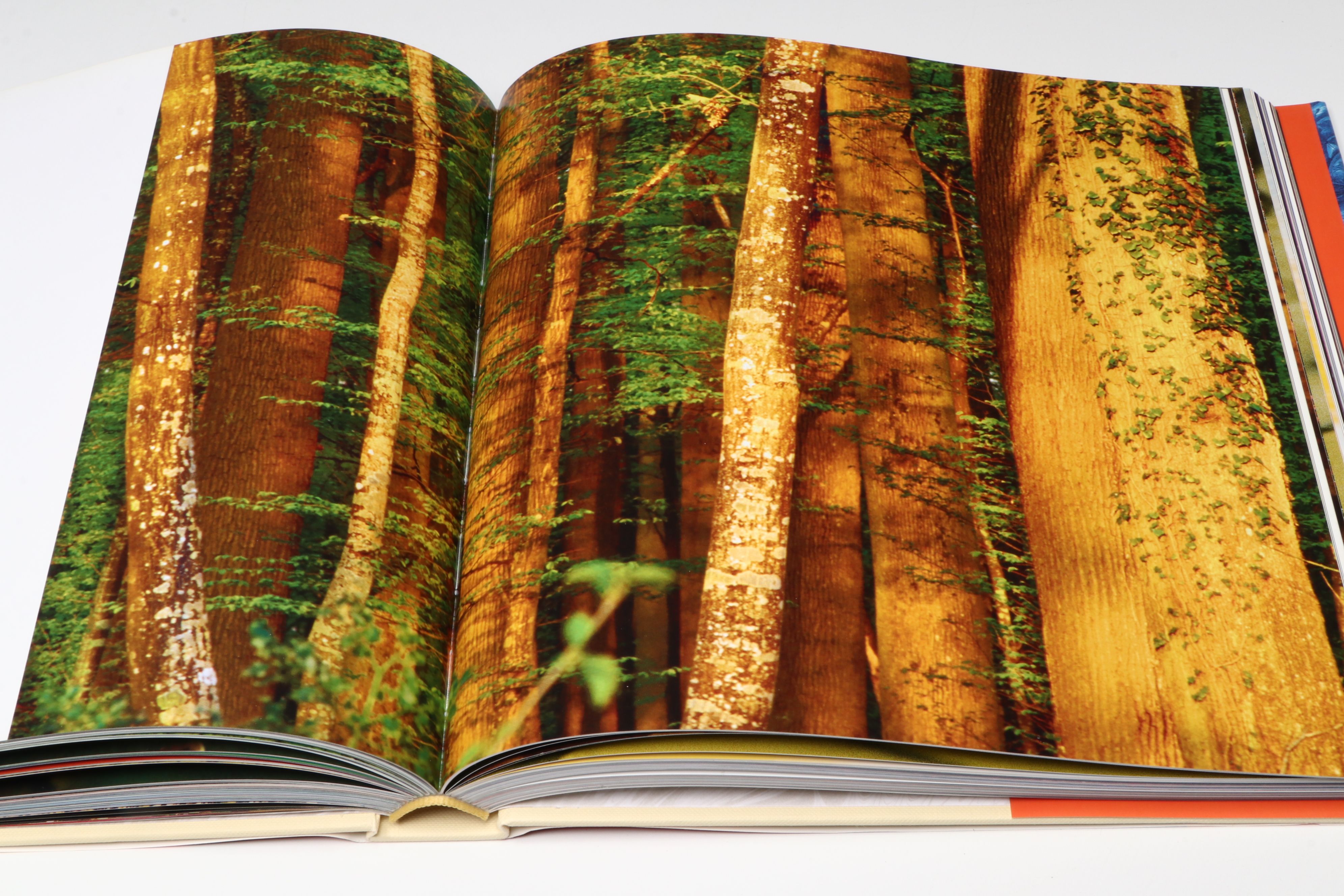 First Edition "Alfred Stieglitz: Photographs & Writings" with More Books