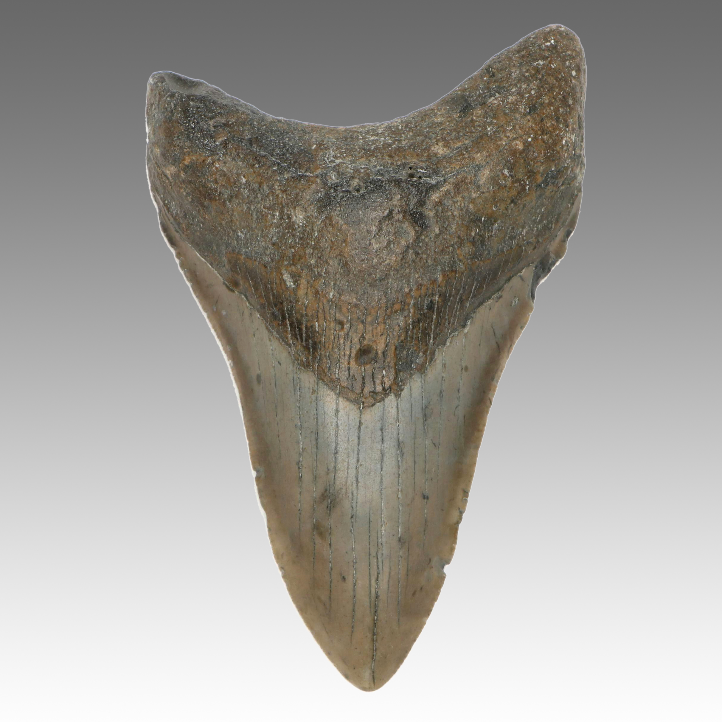 Megalodon Fossil Tooth