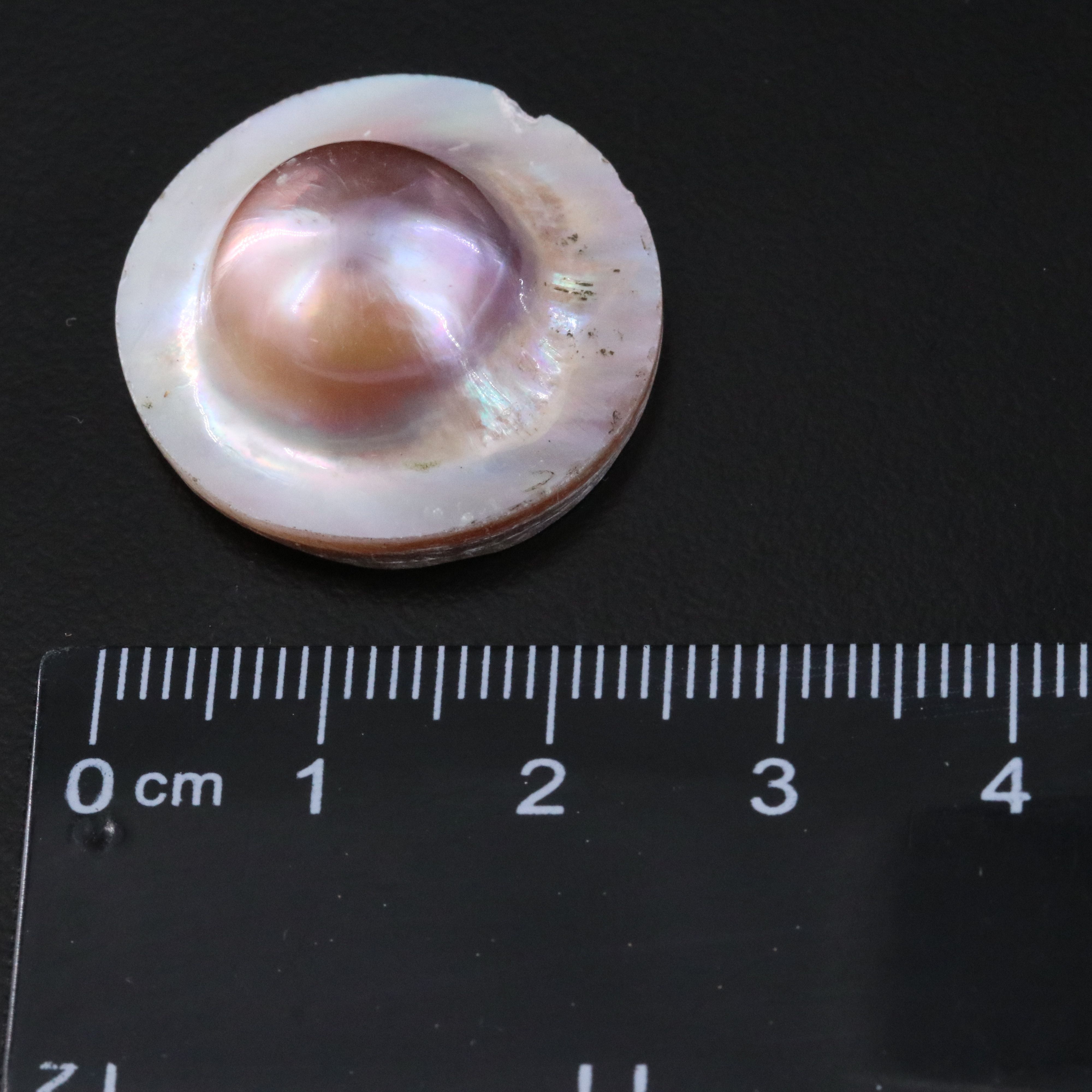 Loose Pearl and Shell Lot