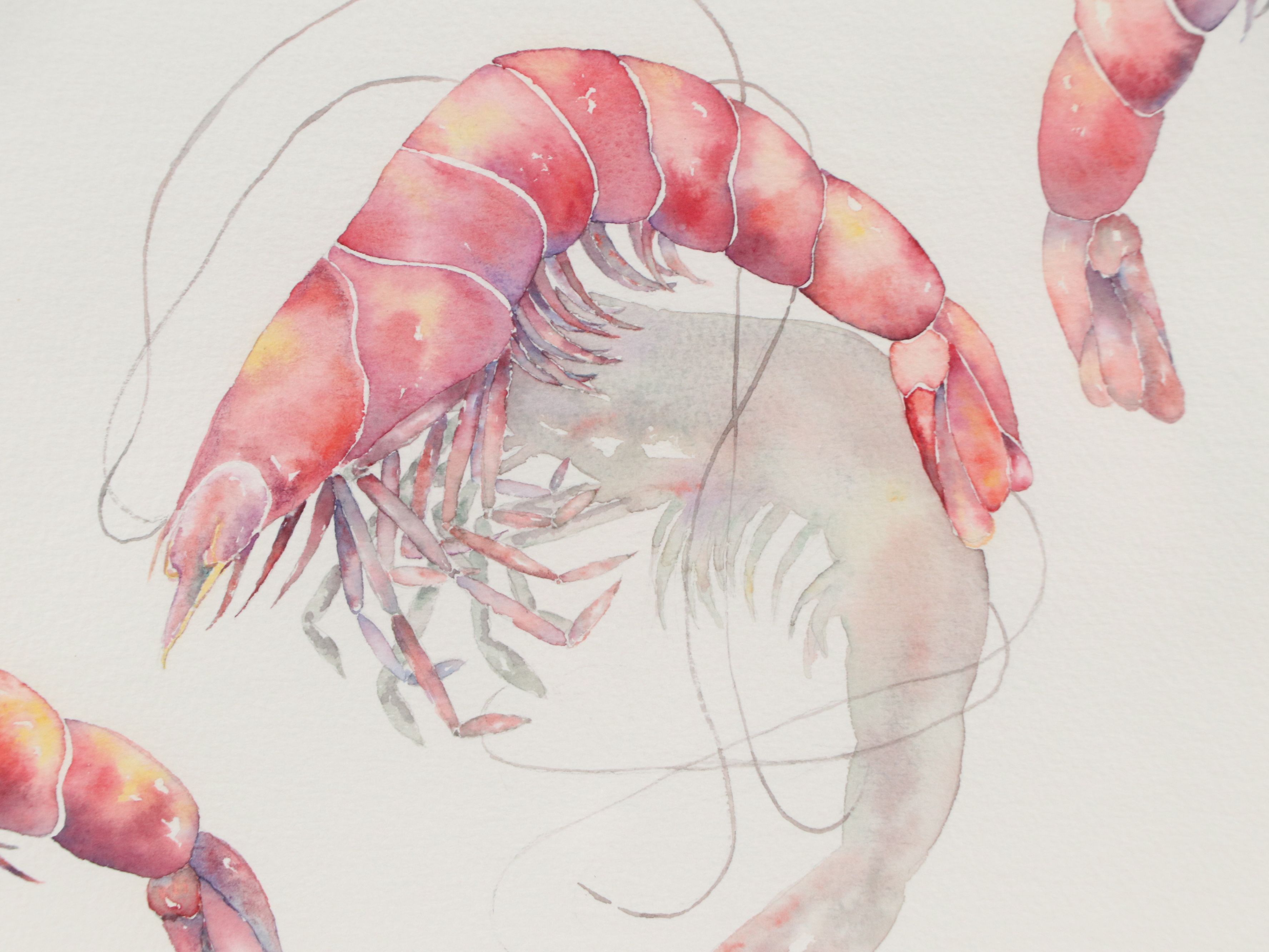 McGuffin Watercolor Painting of Shrimp, 1990