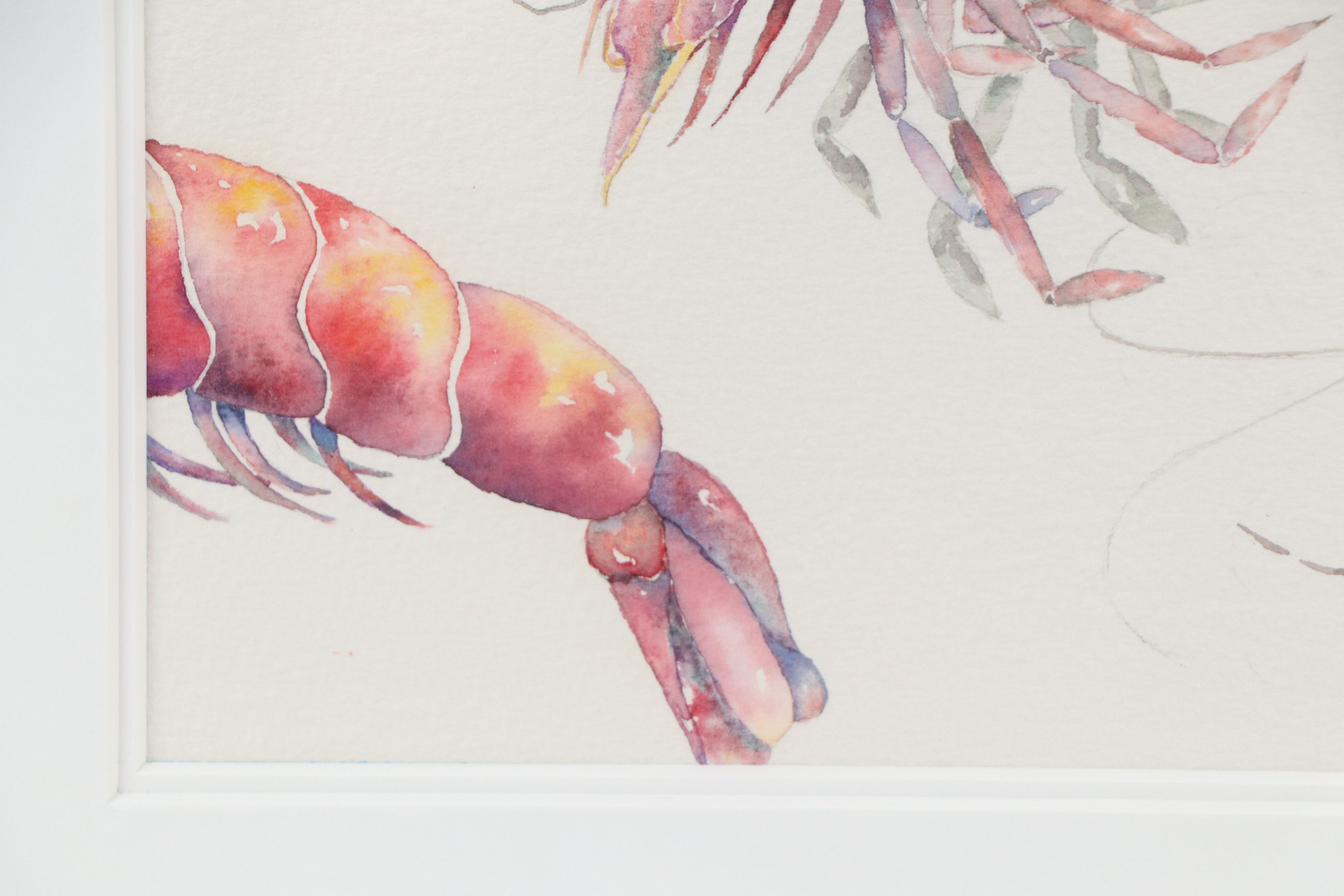 McGuffin Watercolor Painting of Shrimp, 1990