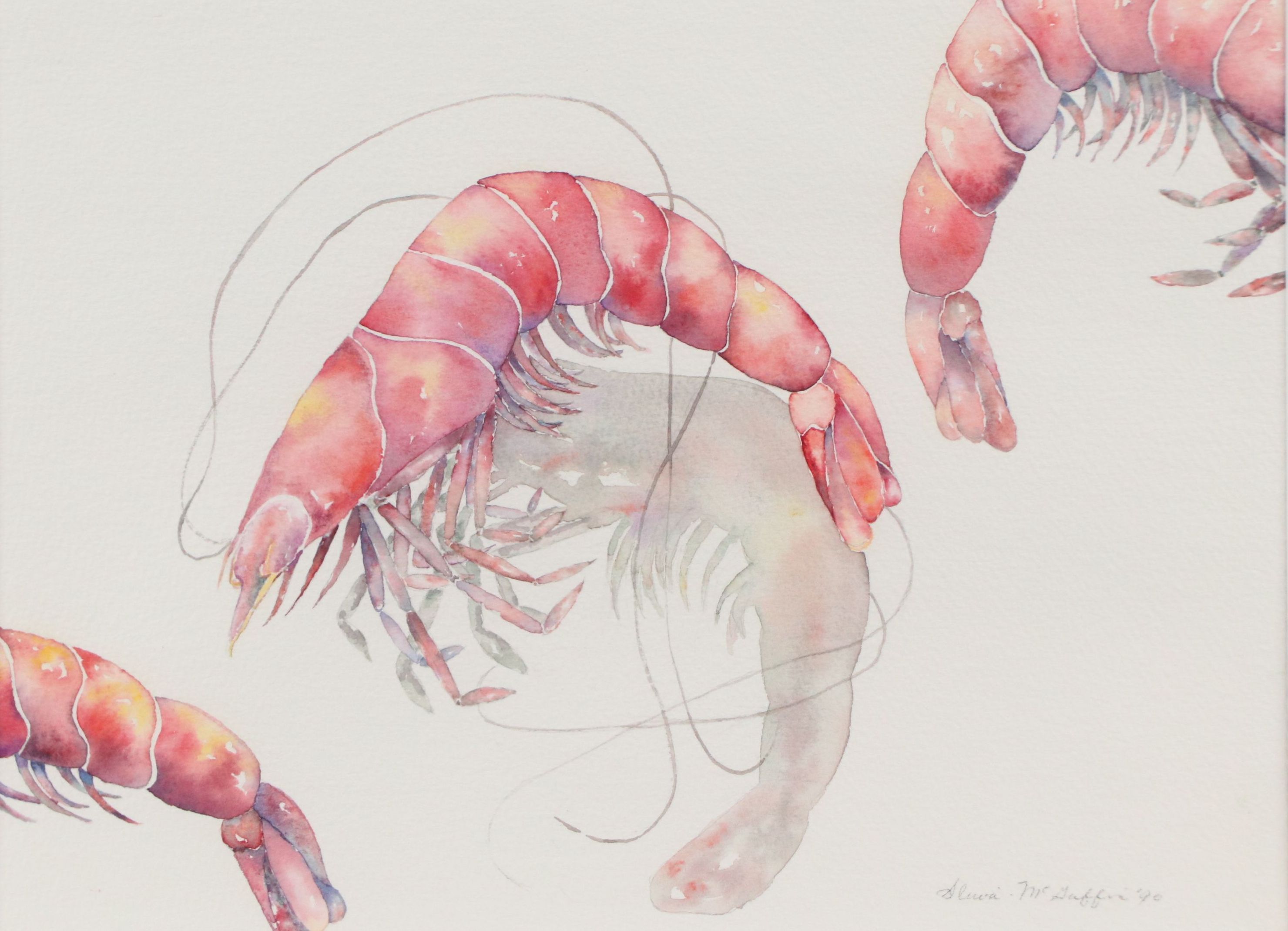 McGuffin Watercolor Painting of Shrimp, 1990
