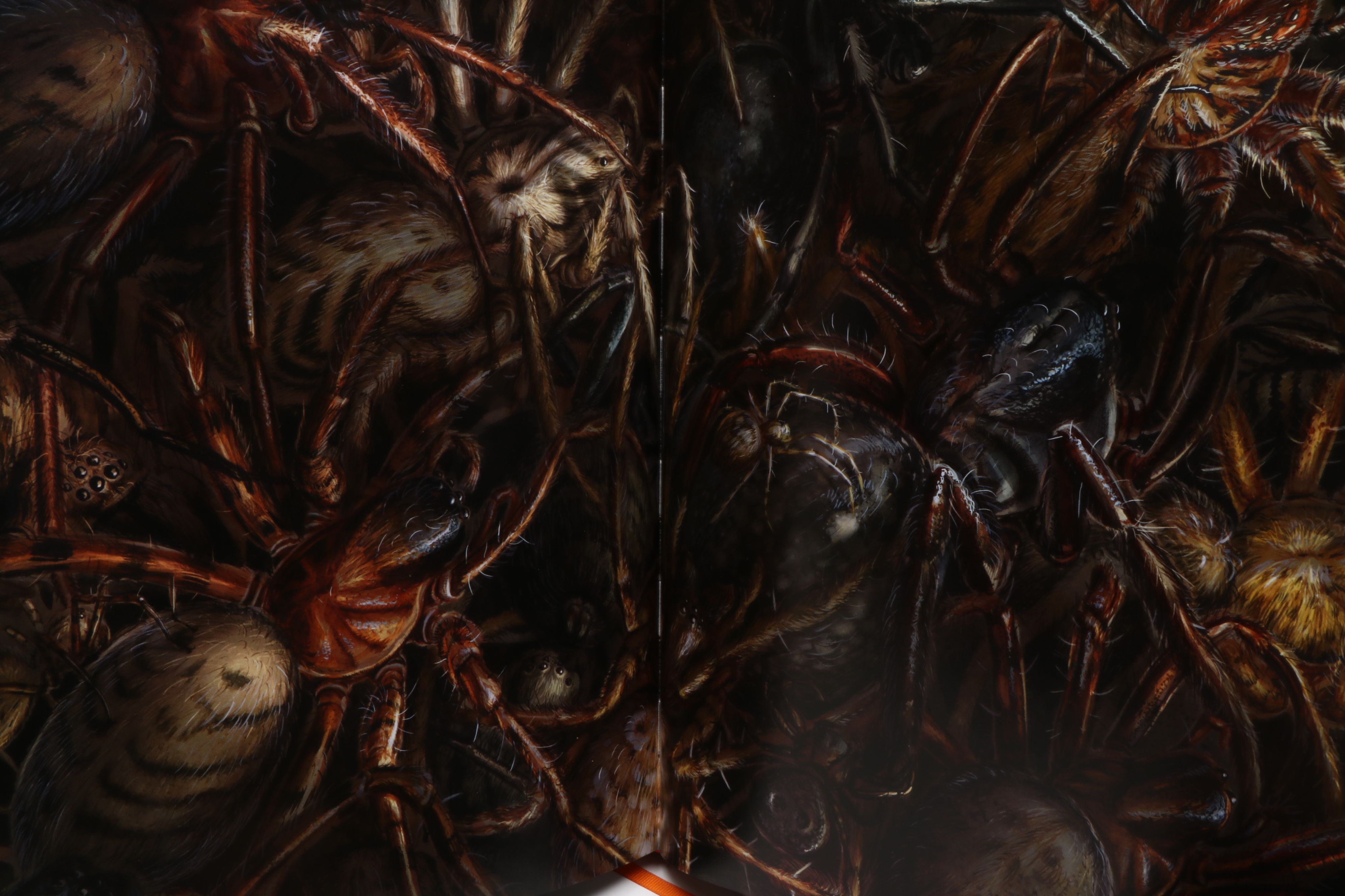 Jim Kay Illustrated "Harry Potter and the Chamber of Secrets" by J. K. Rowling