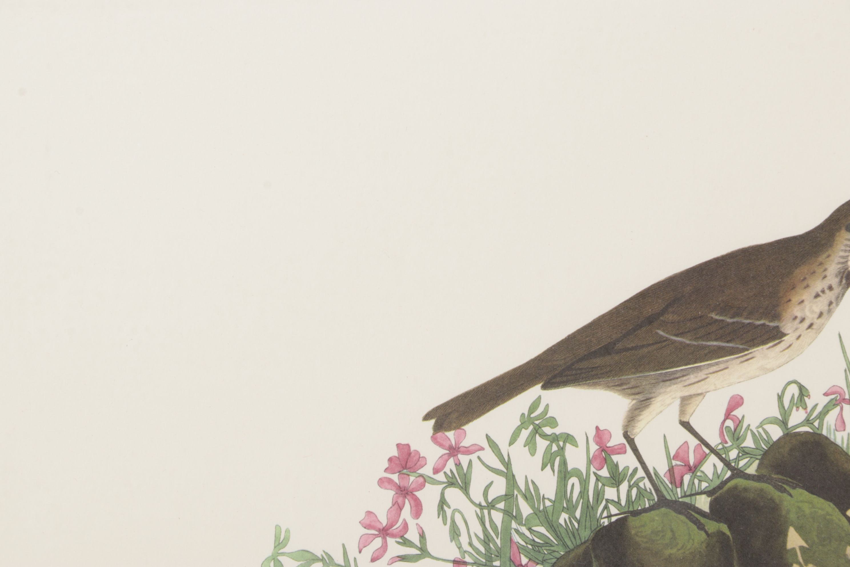 Ornithological Offset Lithograph After J.J. Audubon "Prairie Titlark"