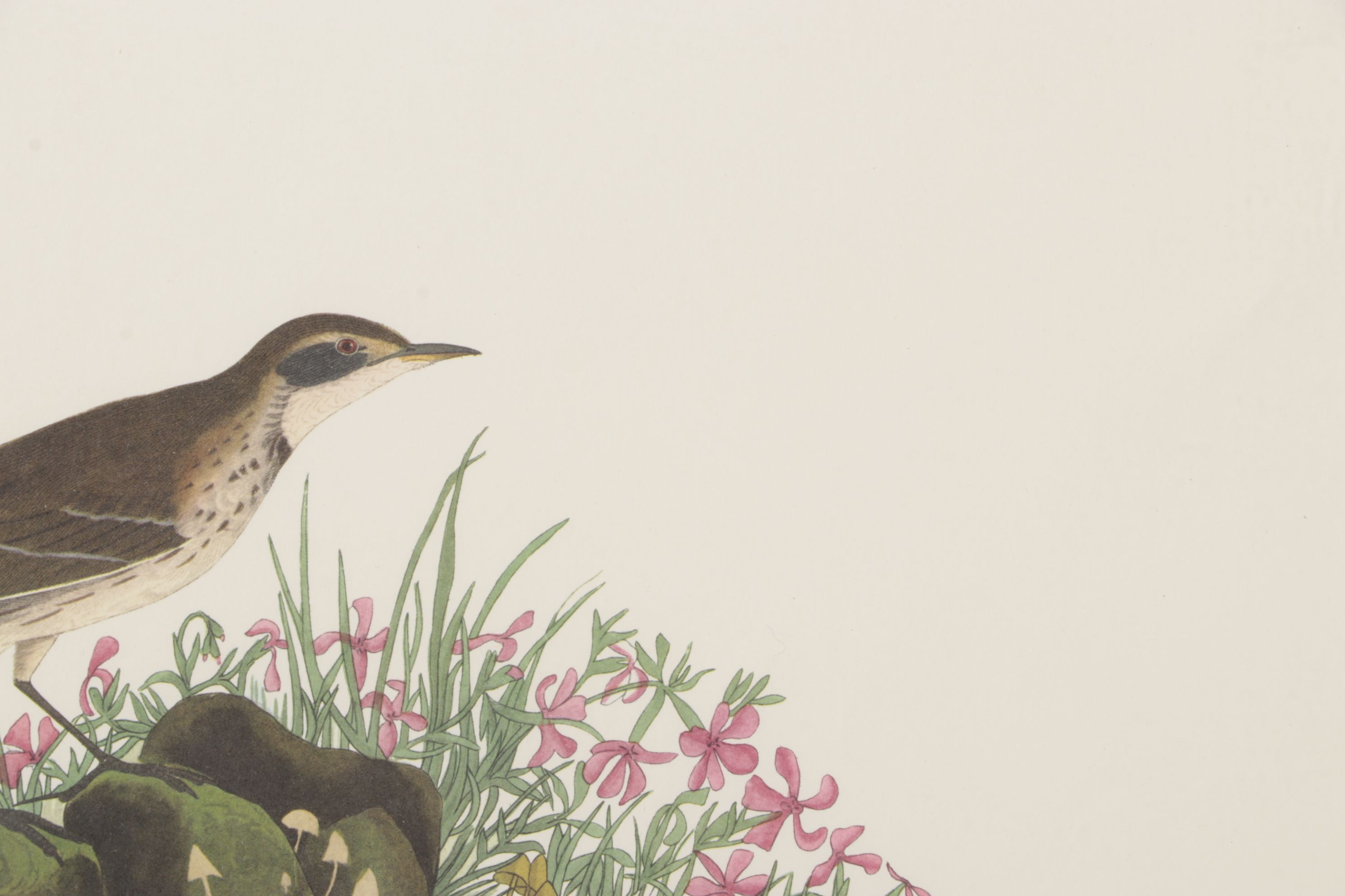 Ornithological Offset Lithograph After J.J. Audubon "Prairie Titlark"
