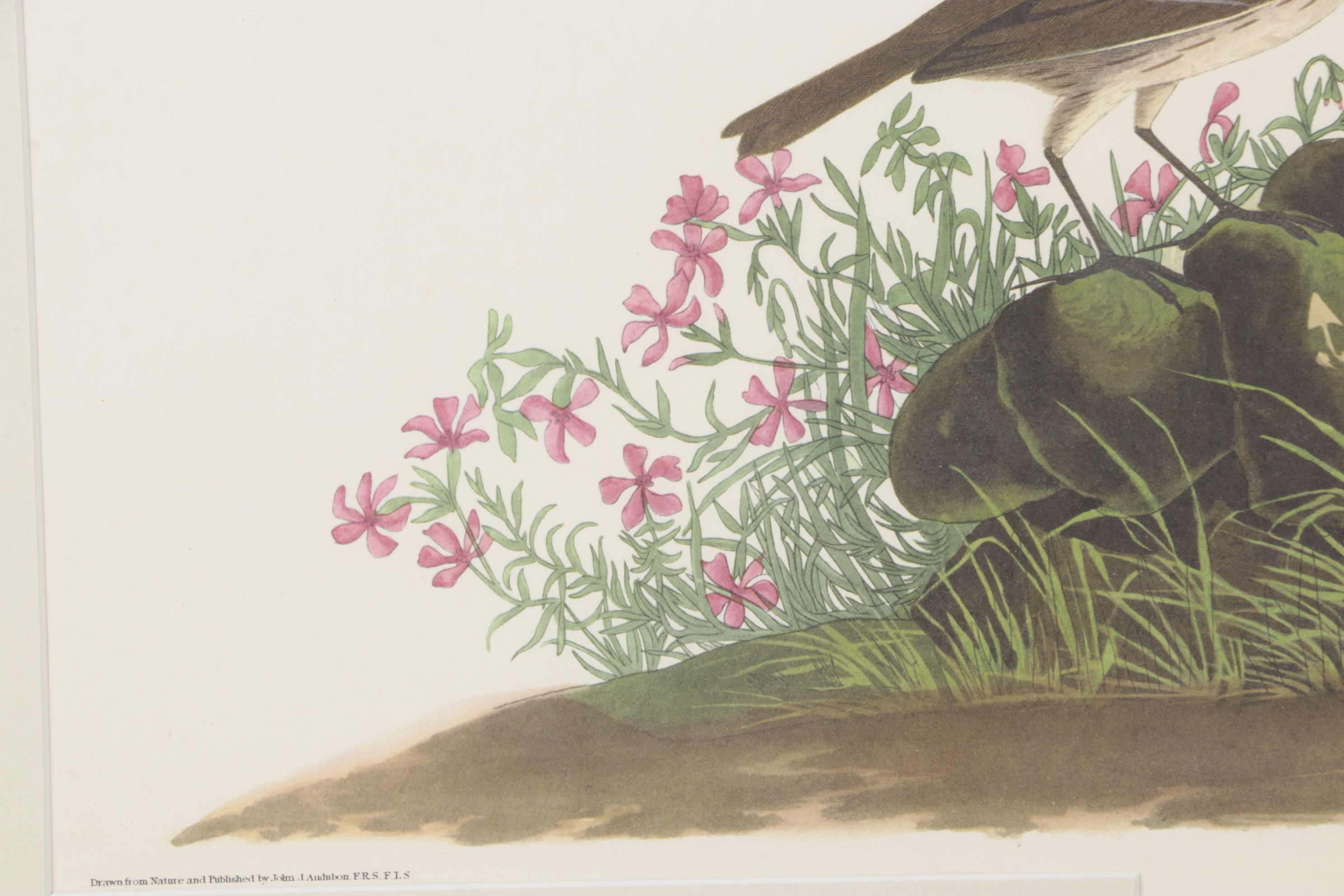 Ornithological Offset Lithograph After J.J. Audubon "Prairie Titlark"