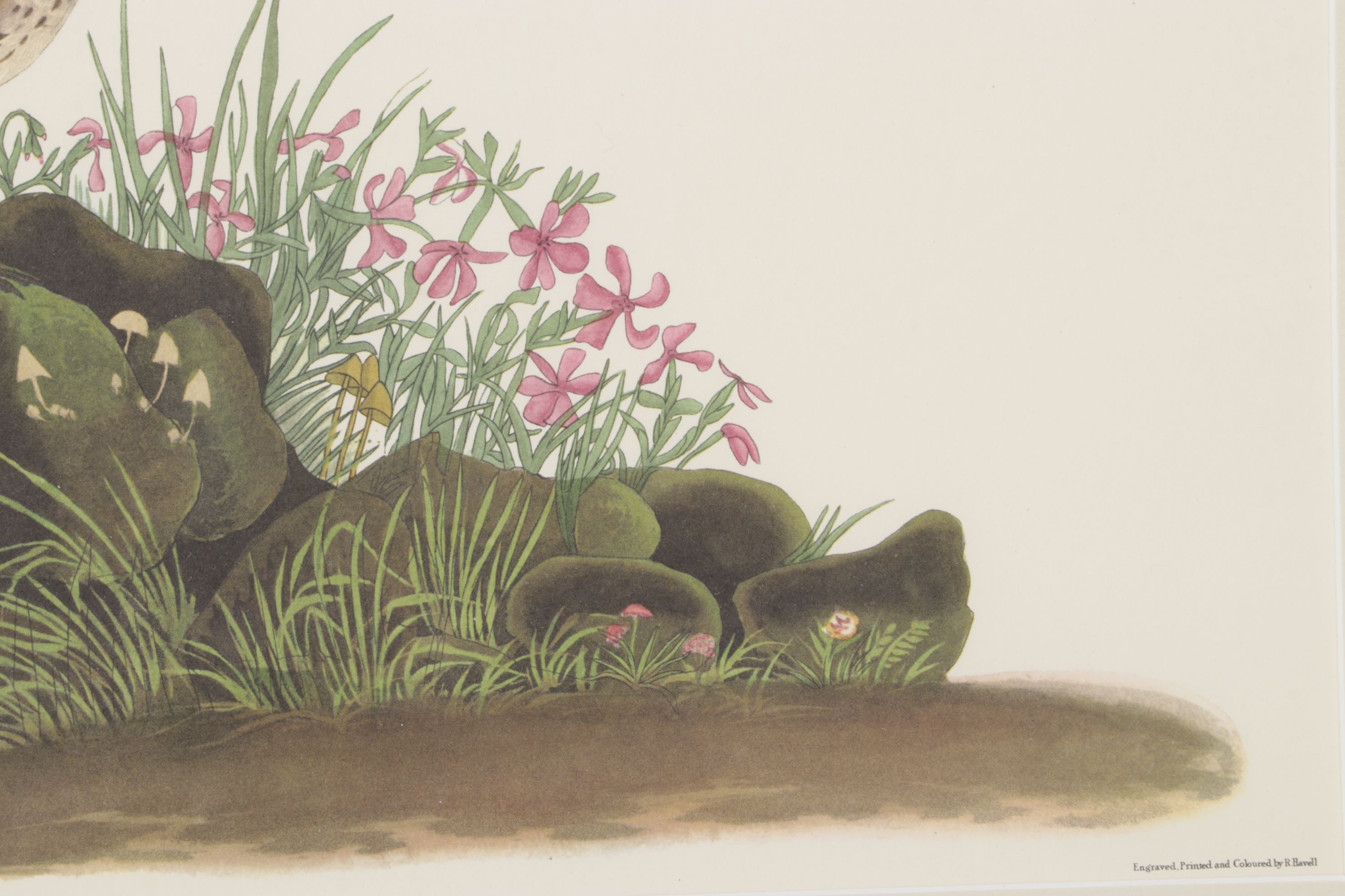 Ornithological Offset Lithograph After J.J. Audubon "Prairie Titlark"