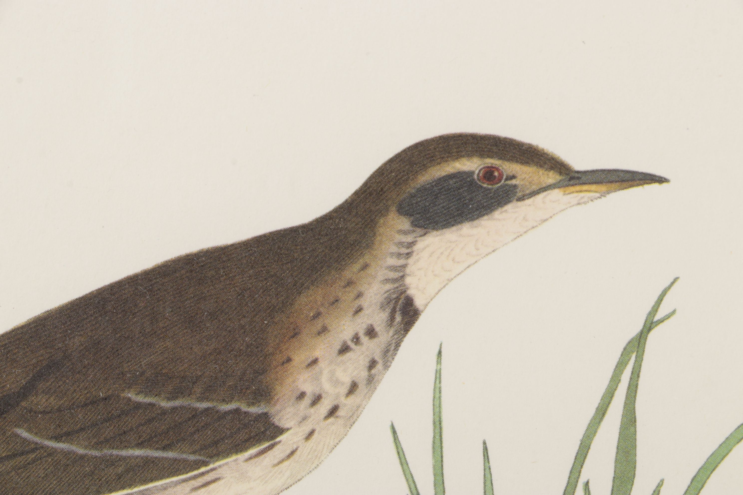 Ornithological Offset Lithograph After J.J. Audubon "Prairie Titlark"