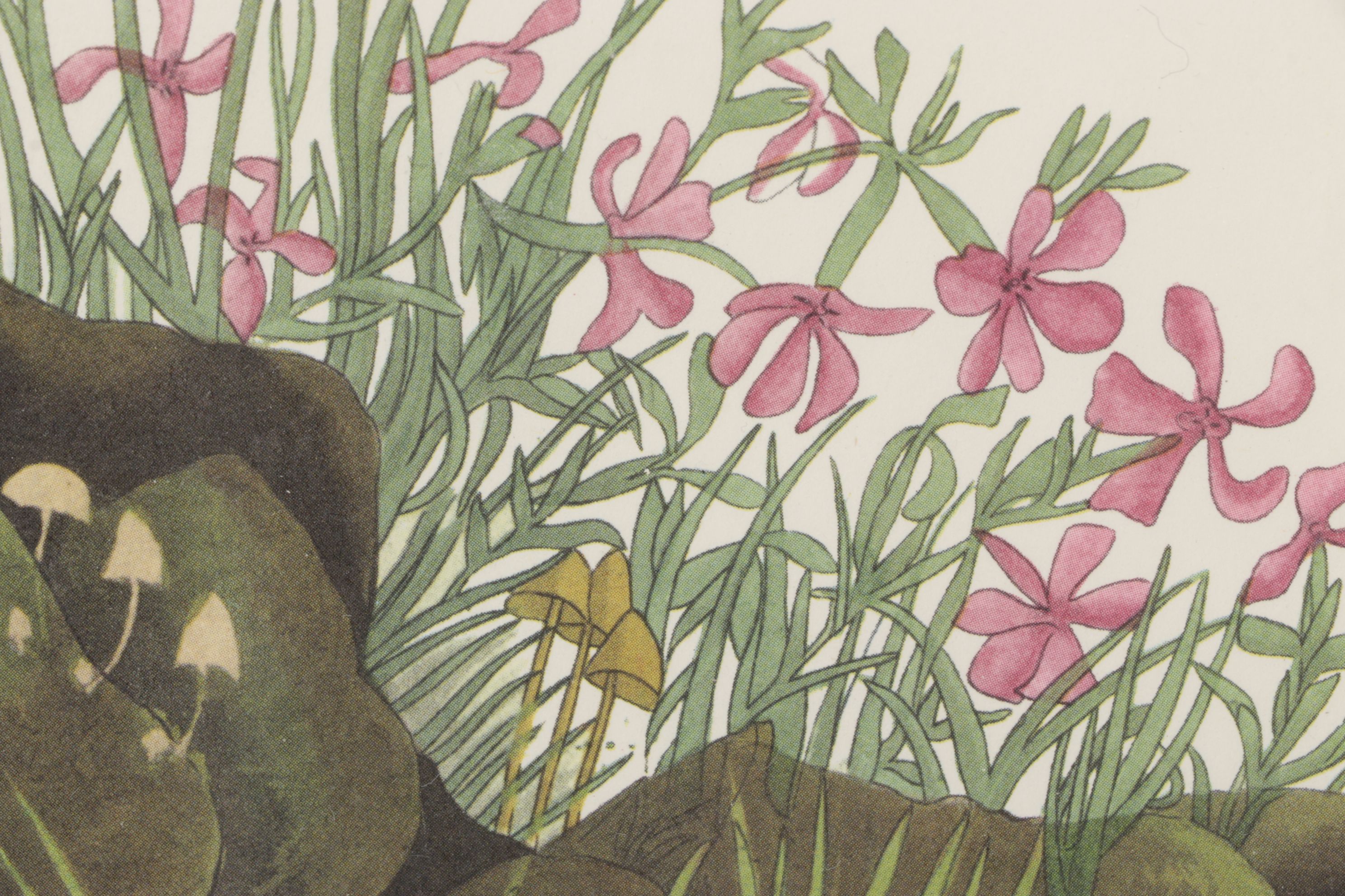 Ornithological Offset Lithograph After J.J. Audubon "Prairie Titlark"