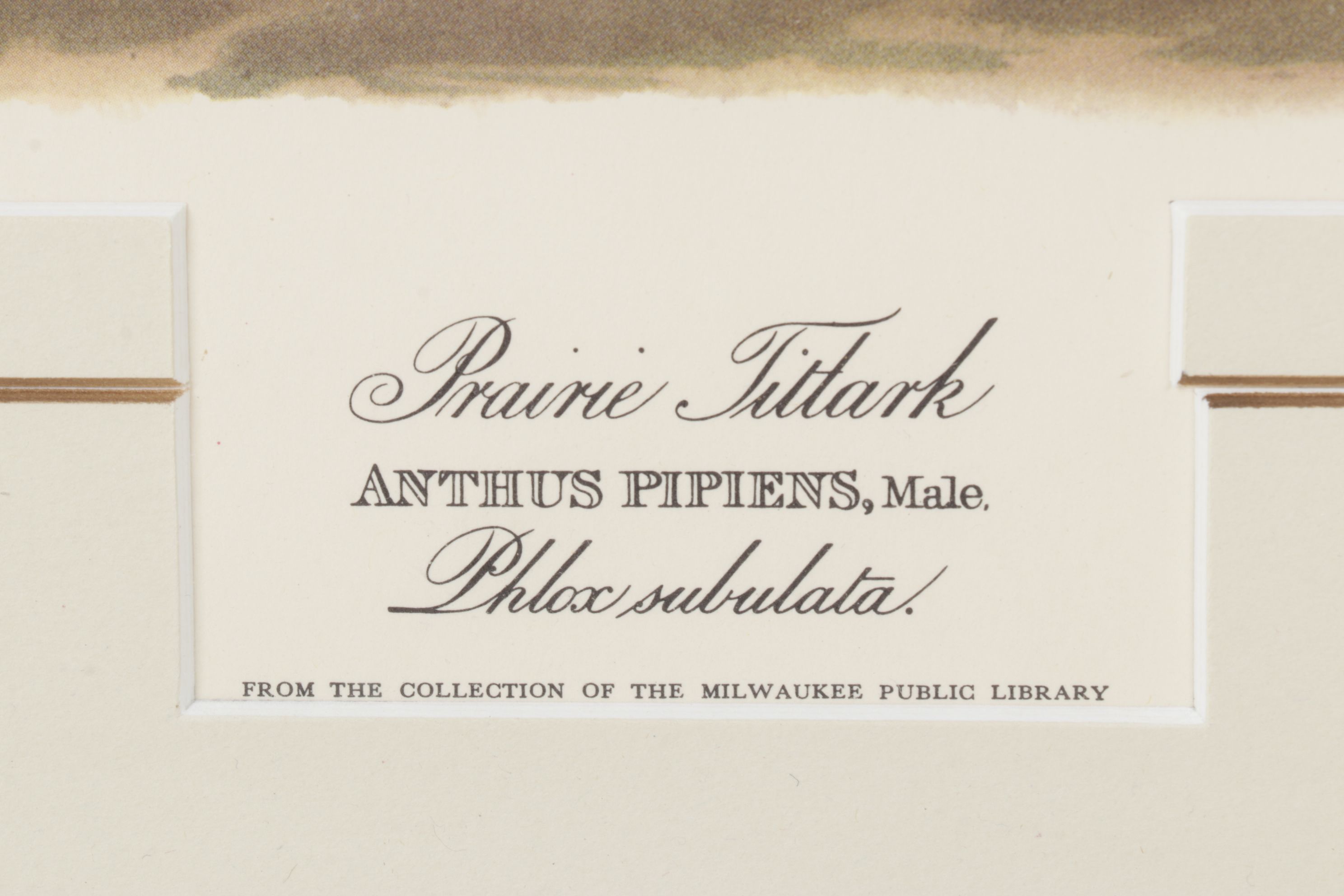 Ornithological Offset Lithograph After J.J. Audubon "Prairie Titlark"