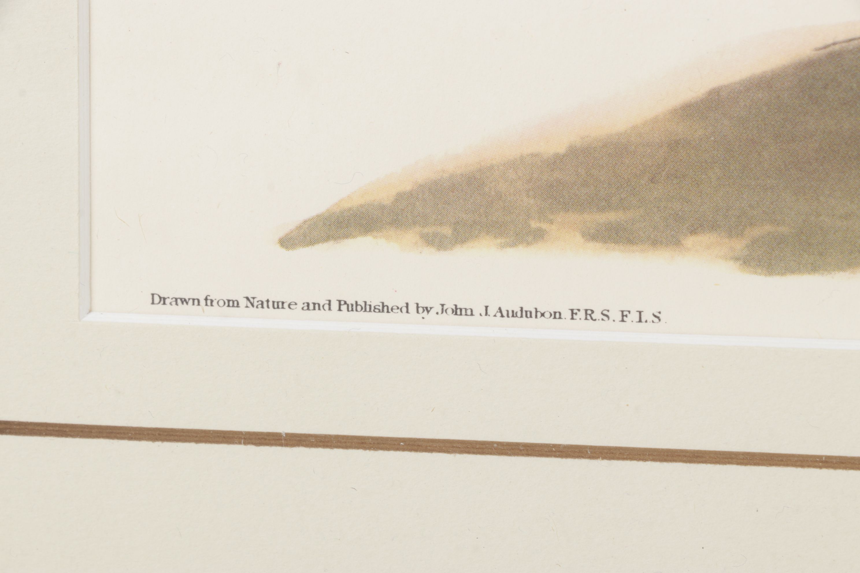 Ornithological Offset Lithograph After J.J. Audubon "Prairie Titlark"