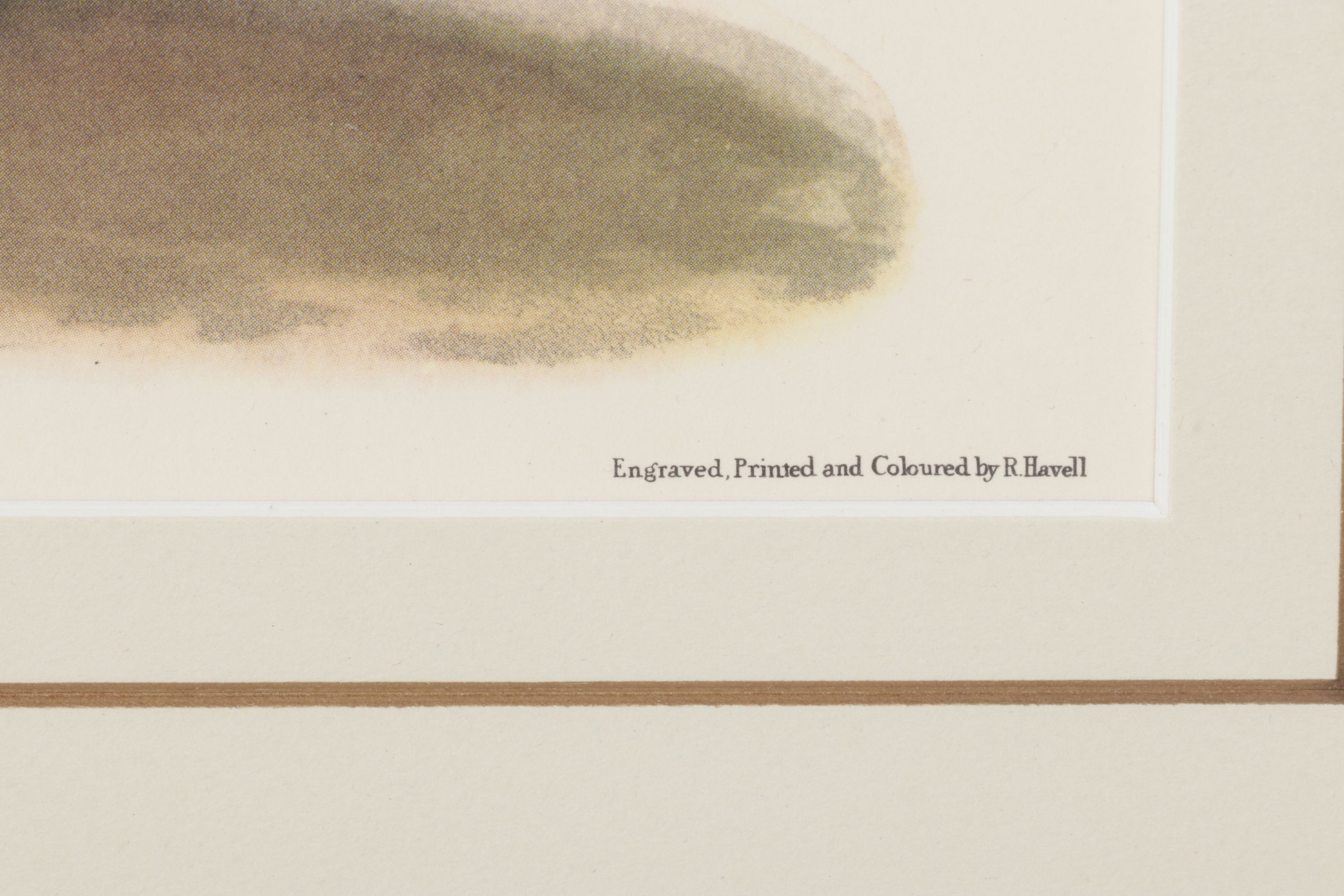 Ornithological Offset Lithograph After J.J. Audubon "Prairie Titlark"