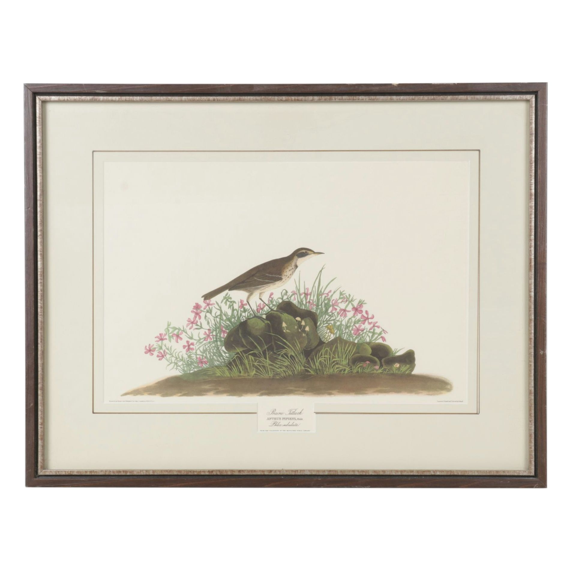 Ornithological Offset Lithograph After J.J. Audubon "Prairie Titlark"