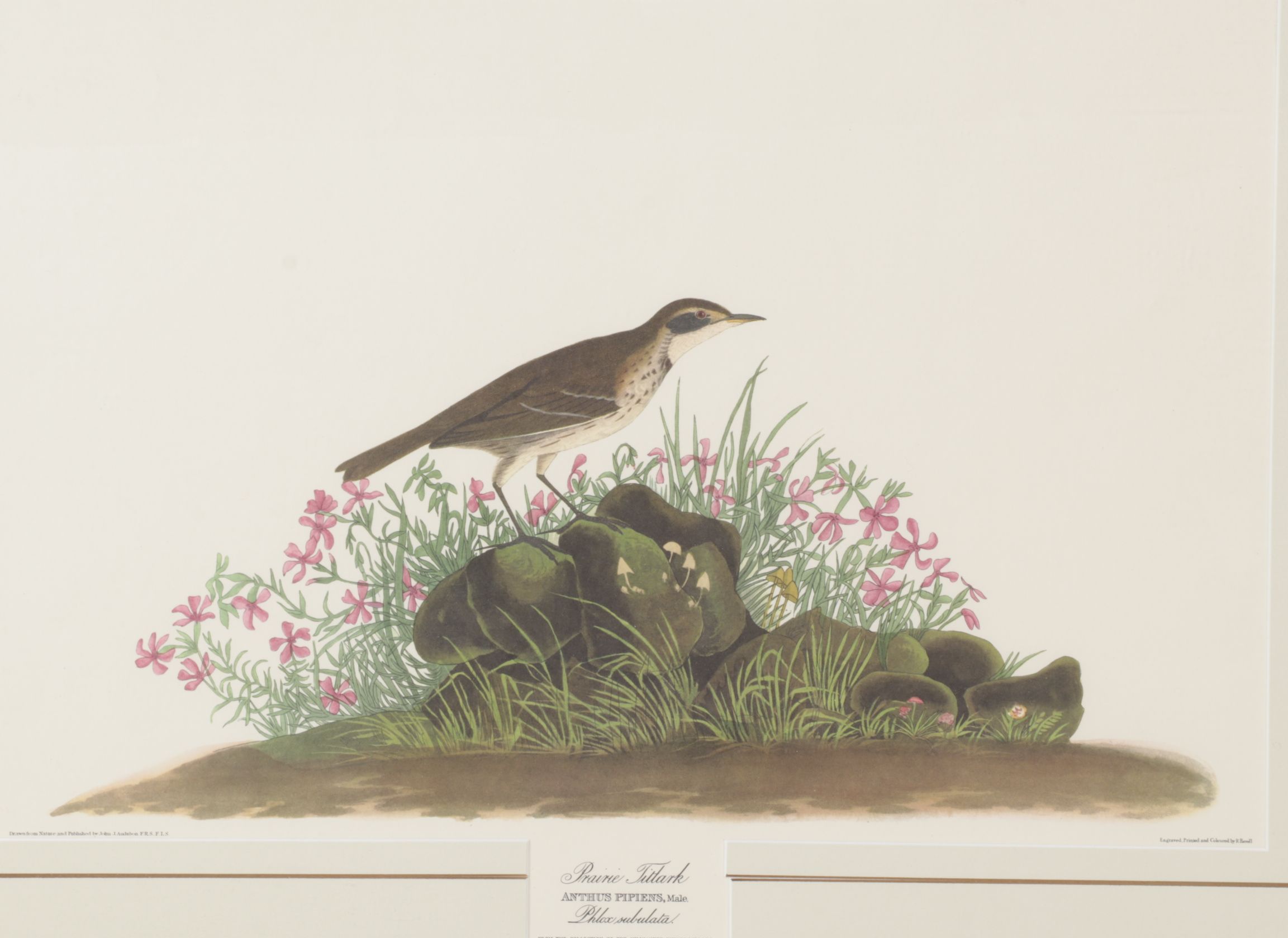 Ornithological Offset Lithograph After J.J. Audubon "Prairie Titlark"
