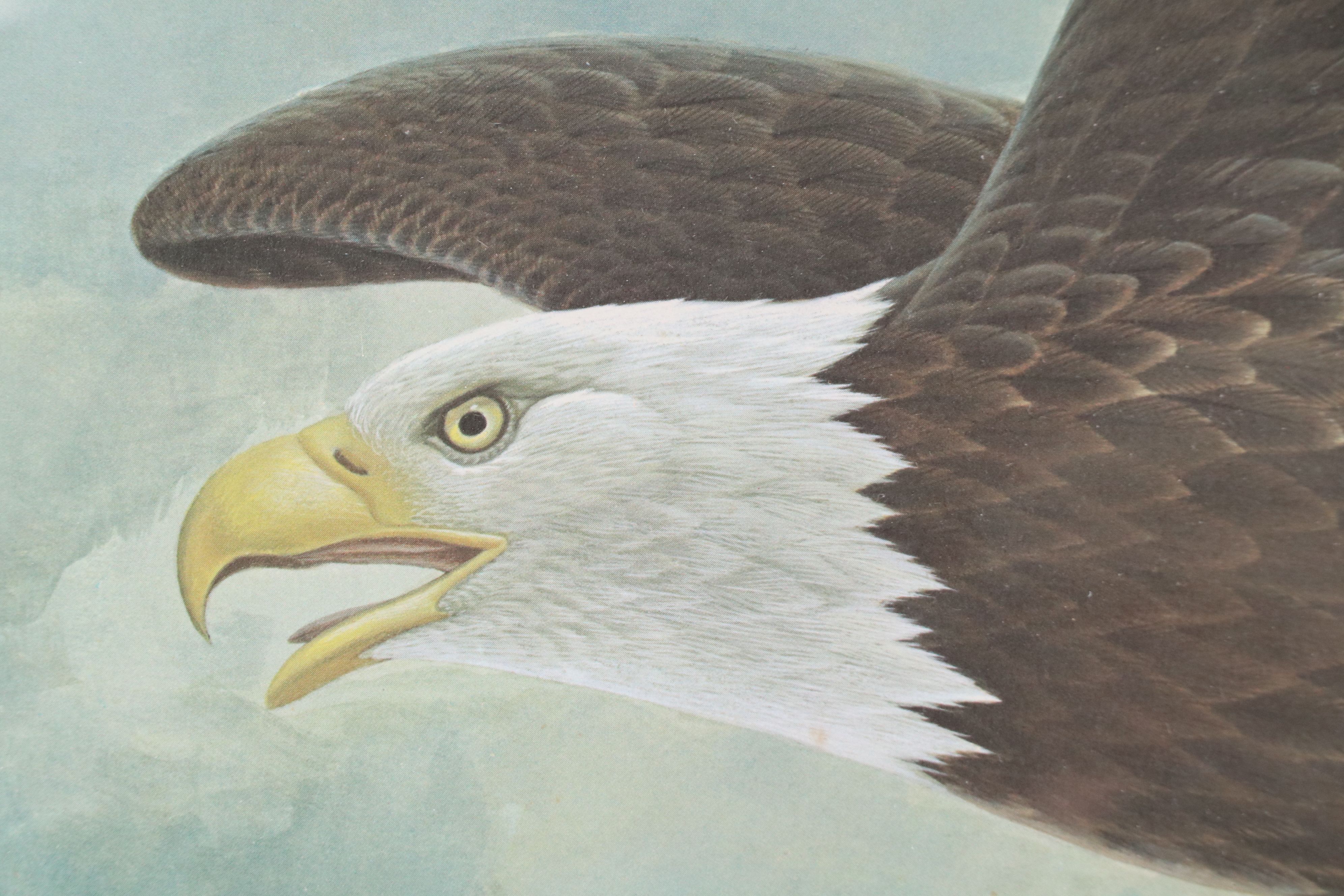 John A. Ruthven Offset Lithograph "American Bald Eagle," Late 20th Century