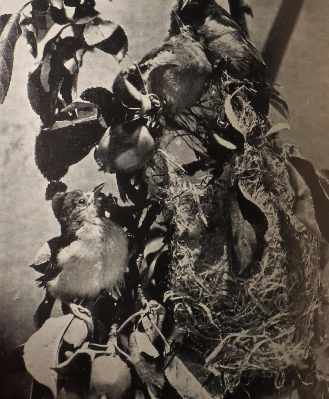 "American Birds in Color: Land Birds" by Hal. H. Harrison and More Nature Books