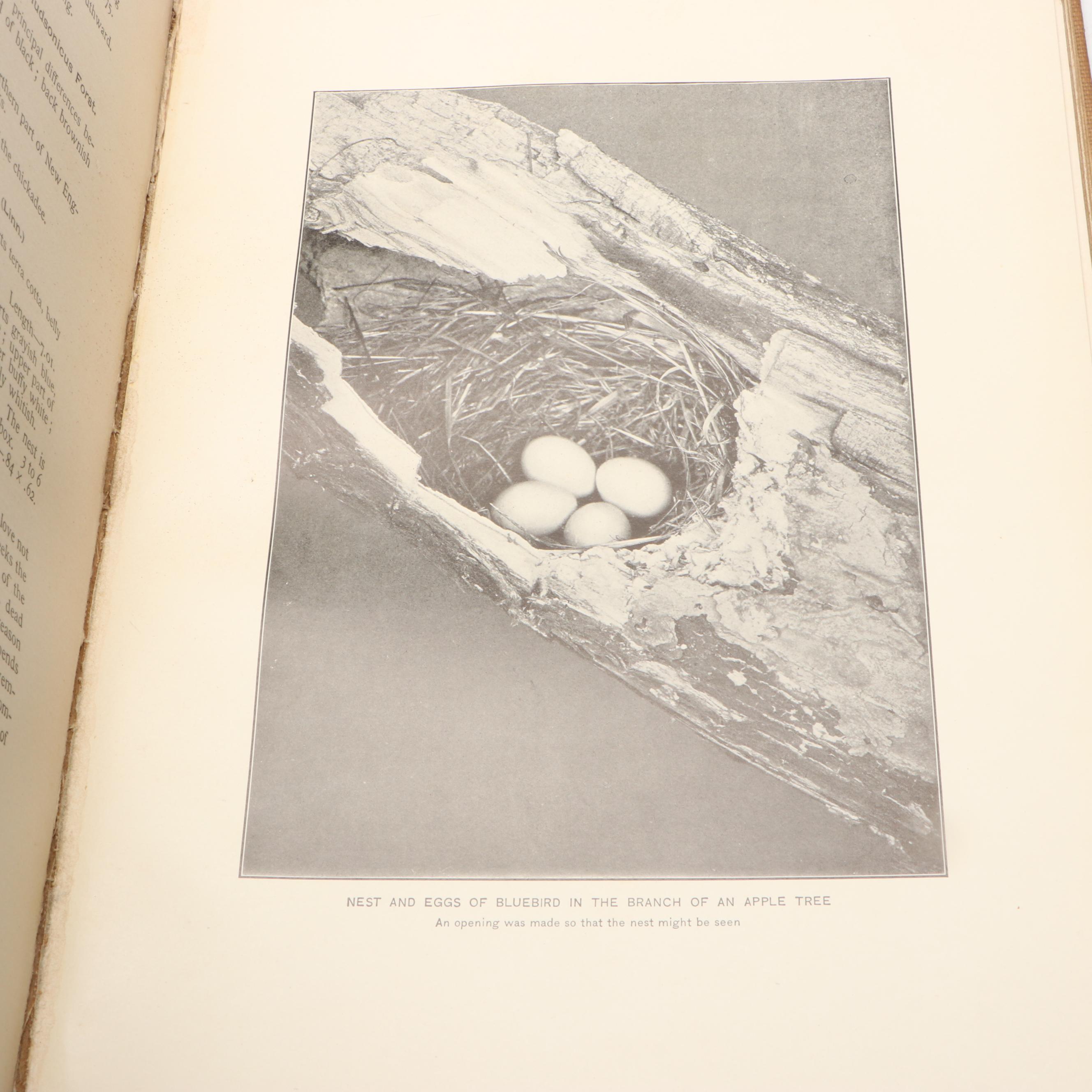 "American Birds in Color: Land Birds" by Hal. H. Harrison and More Nature Books