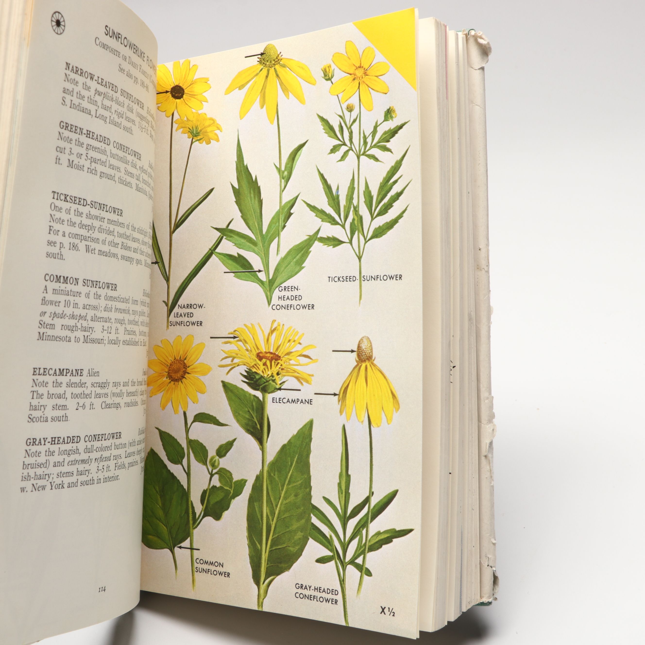 "Field Guide to the Birds" and "Field Guide to Wildflowers" by Roger T. Peterson