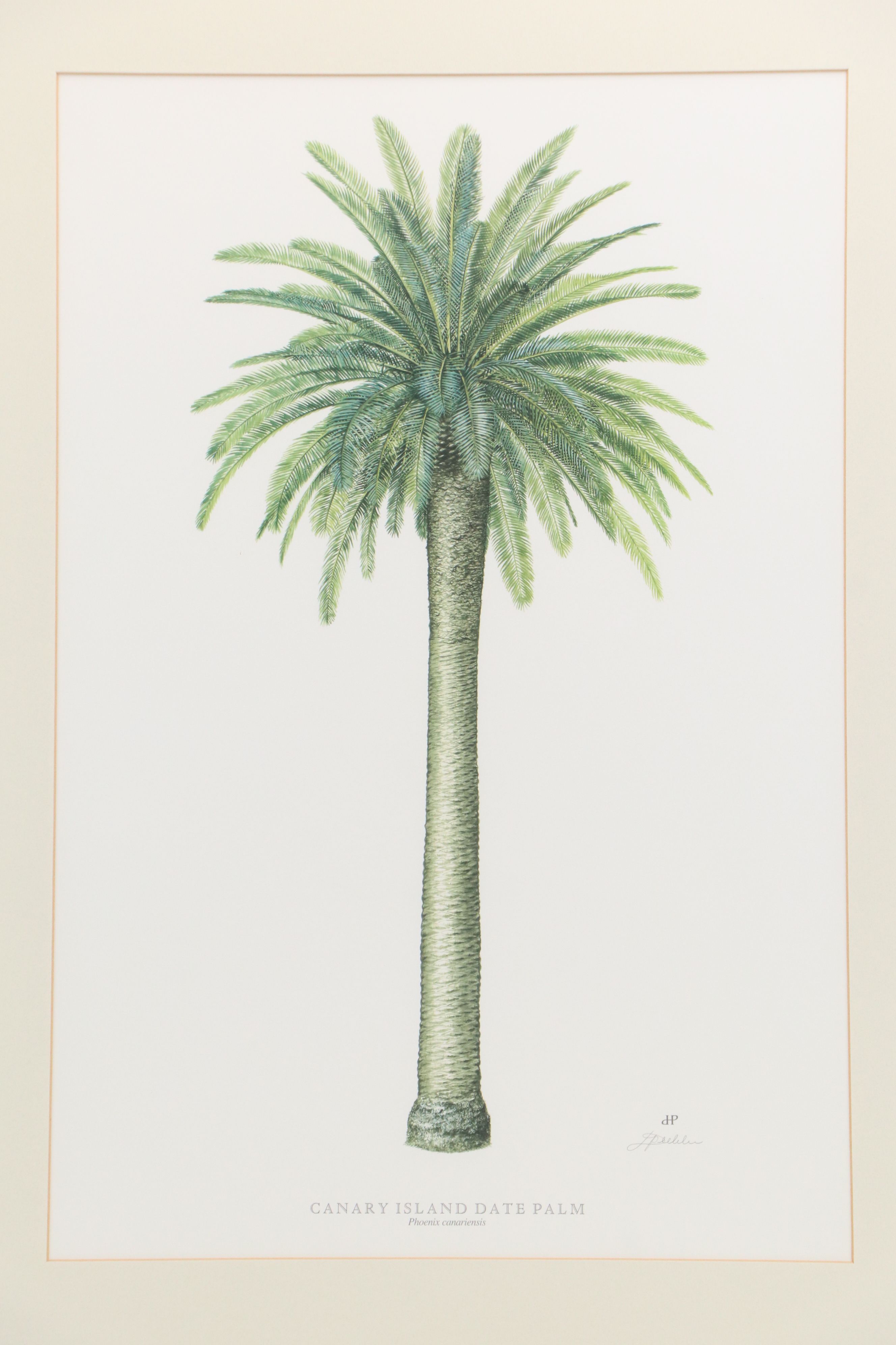 Diane Peebles Offset Lithographs "Canary Island Date Palm" and More
