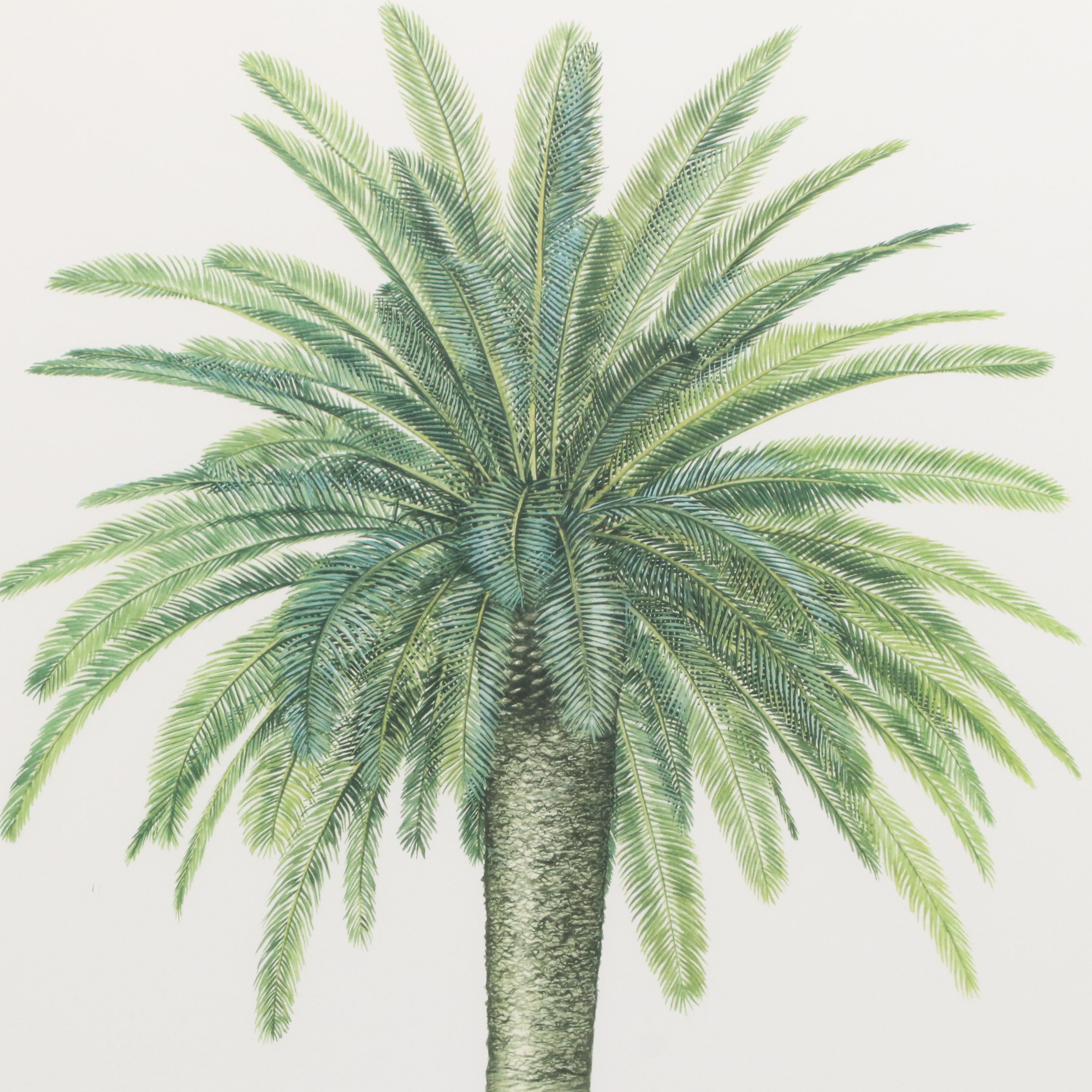 Diane Peebles Offset Lithographs "Canary Island Date Palm" and More