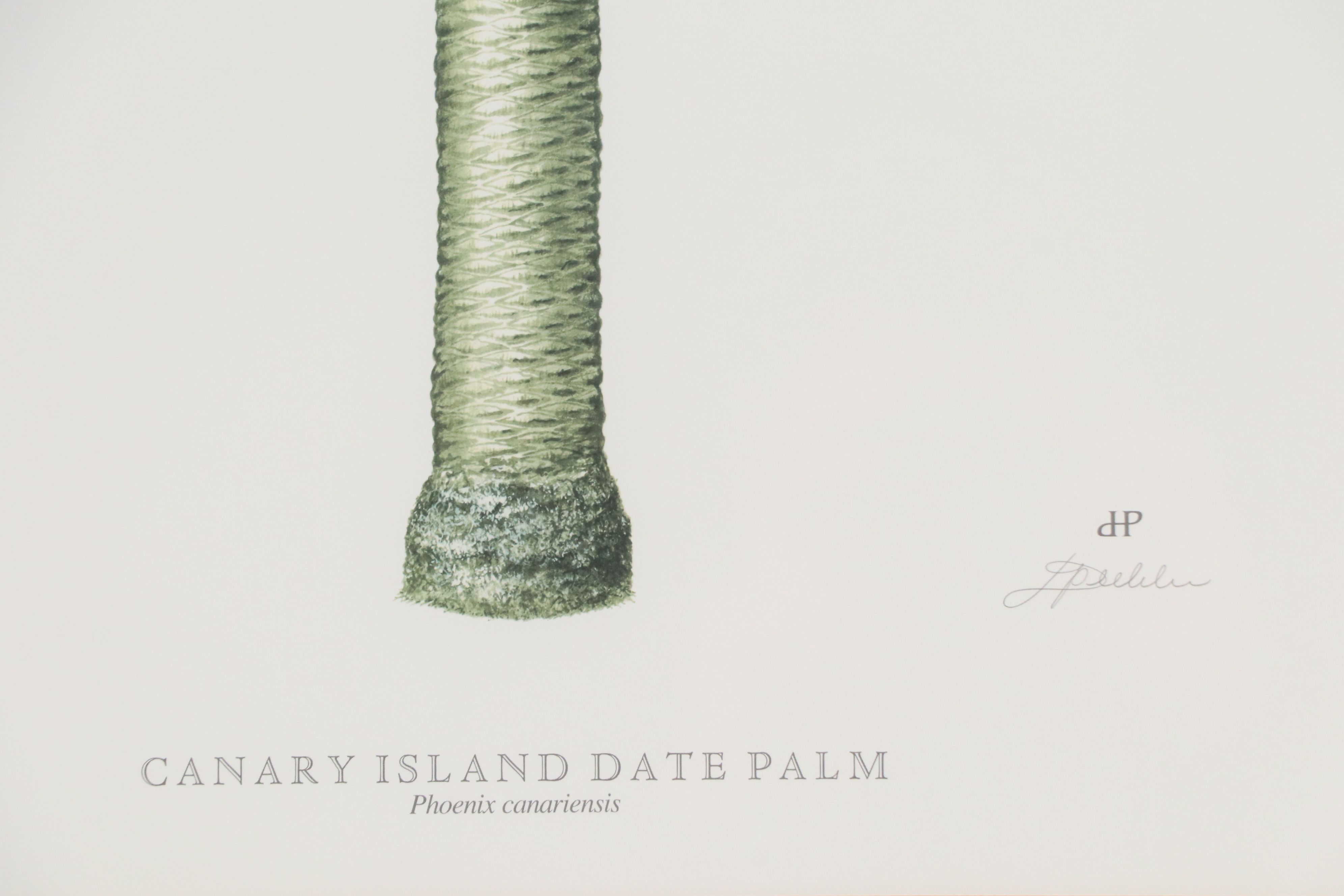 Diane Peebles Offset Lithographs "Canary Island Date Palm" and More
