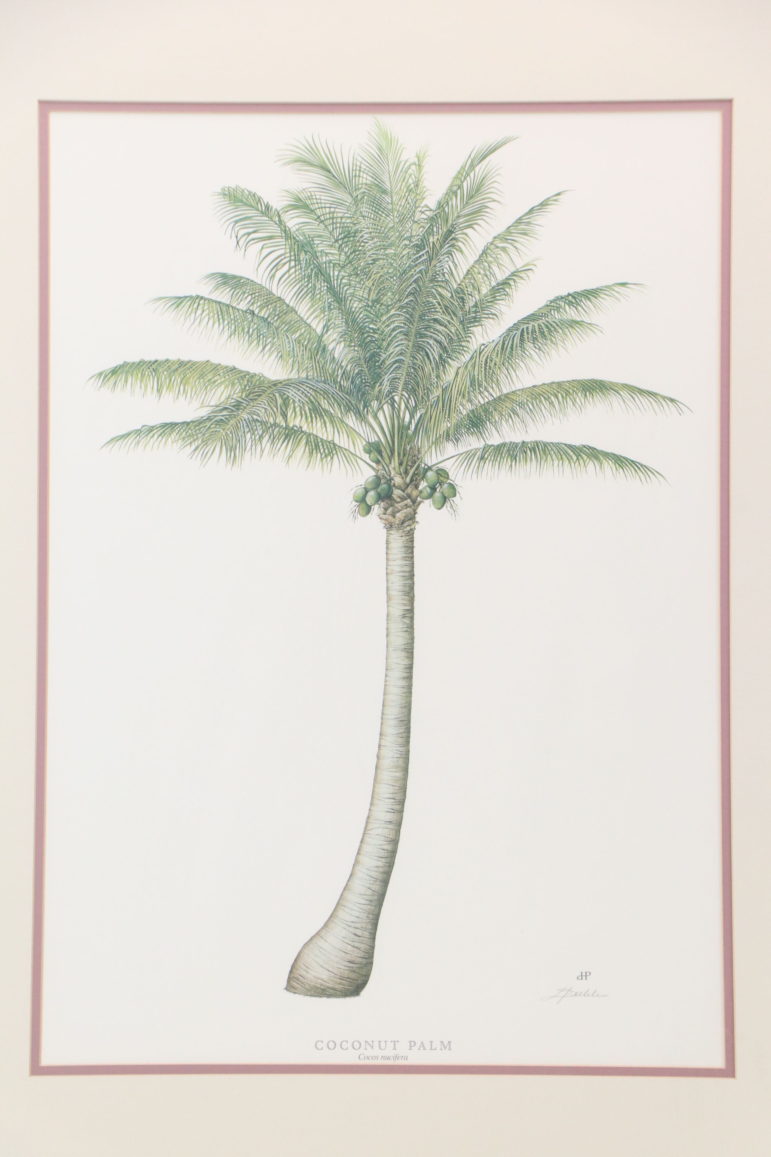 Diane Peebles Offset Lithographs "Canary Island Date Palm" and More