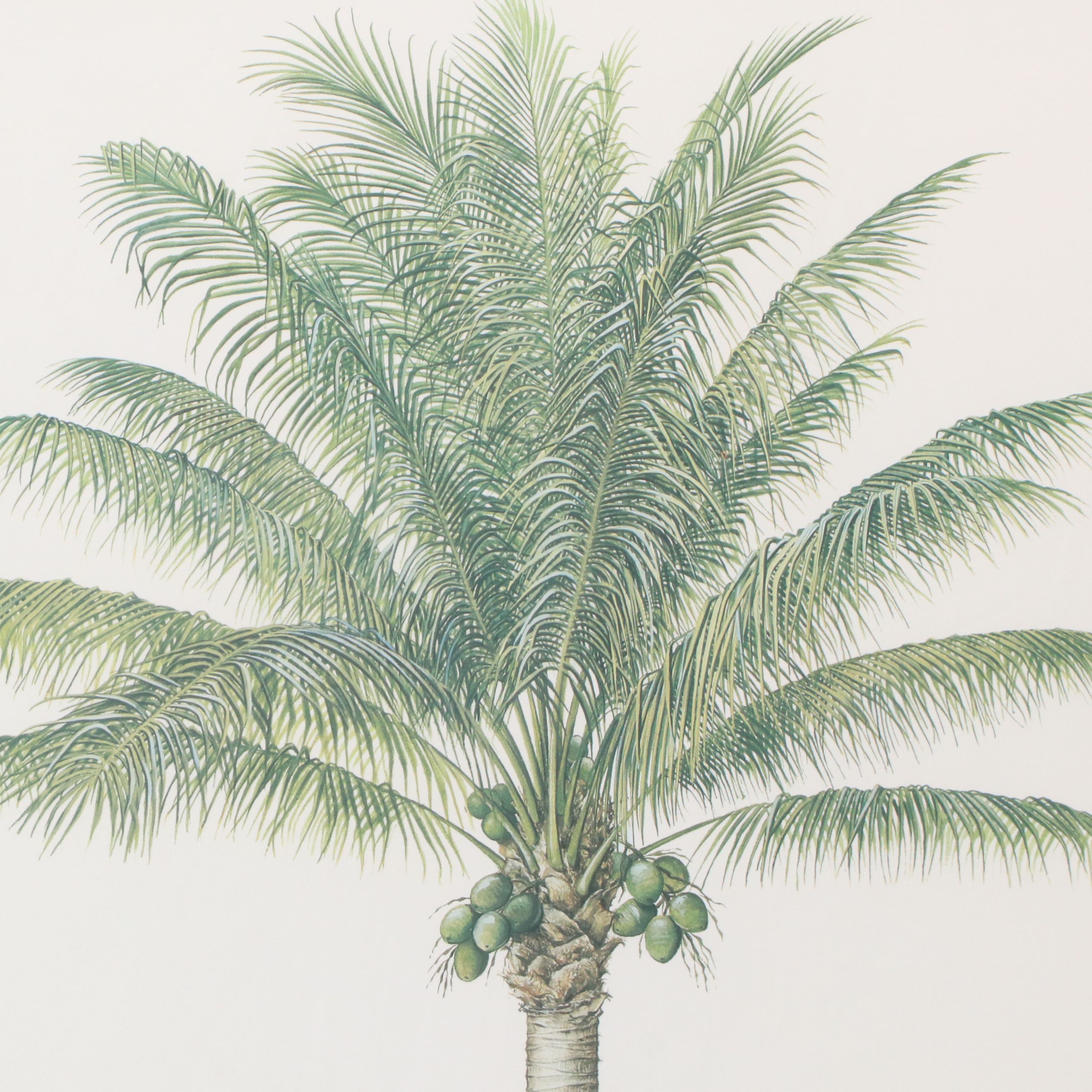 Diane Peebles Offset Lithographs "Canary Island Date Palm" and More