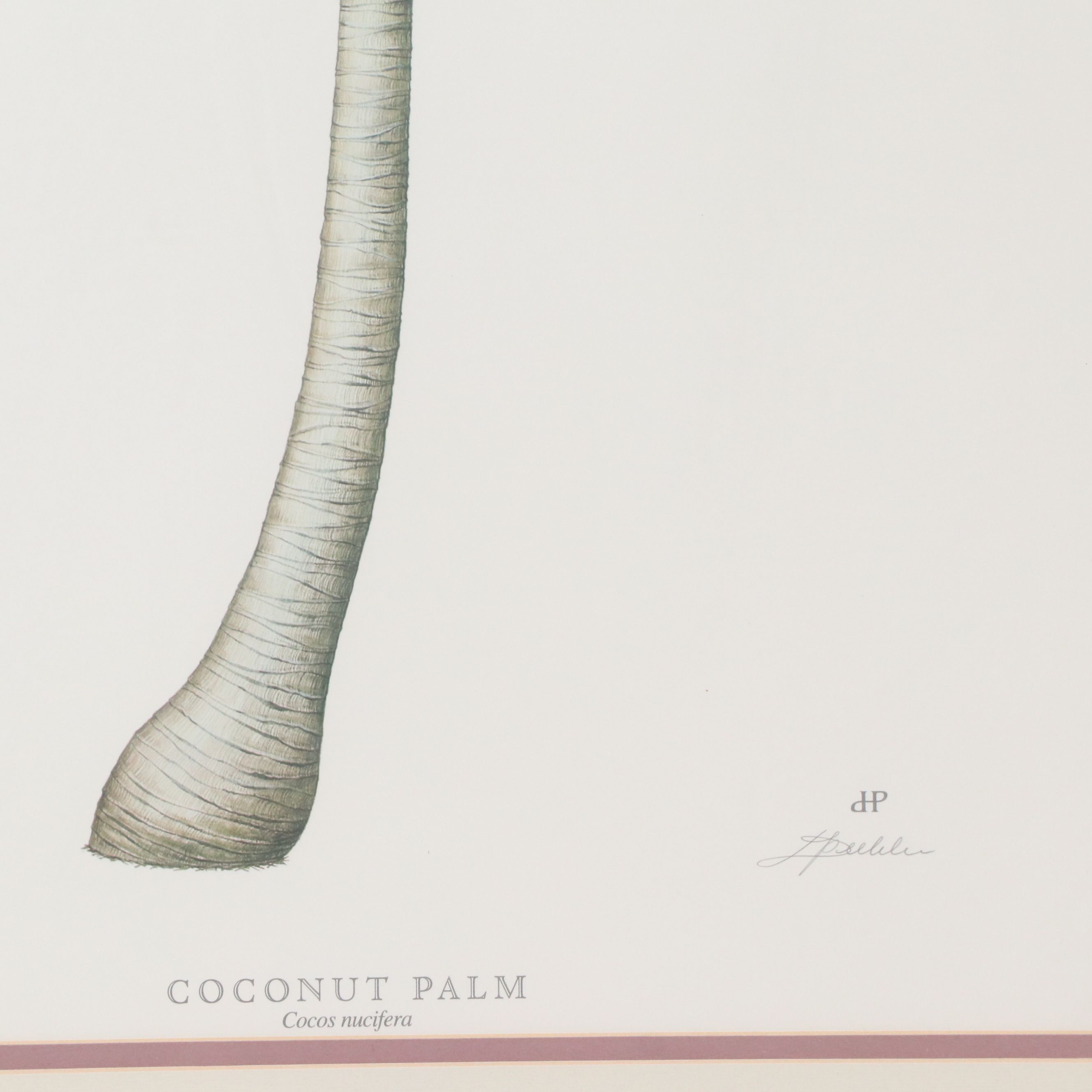 Diane Peebles Offset Lithographs "Canary Island Date Palm" and More