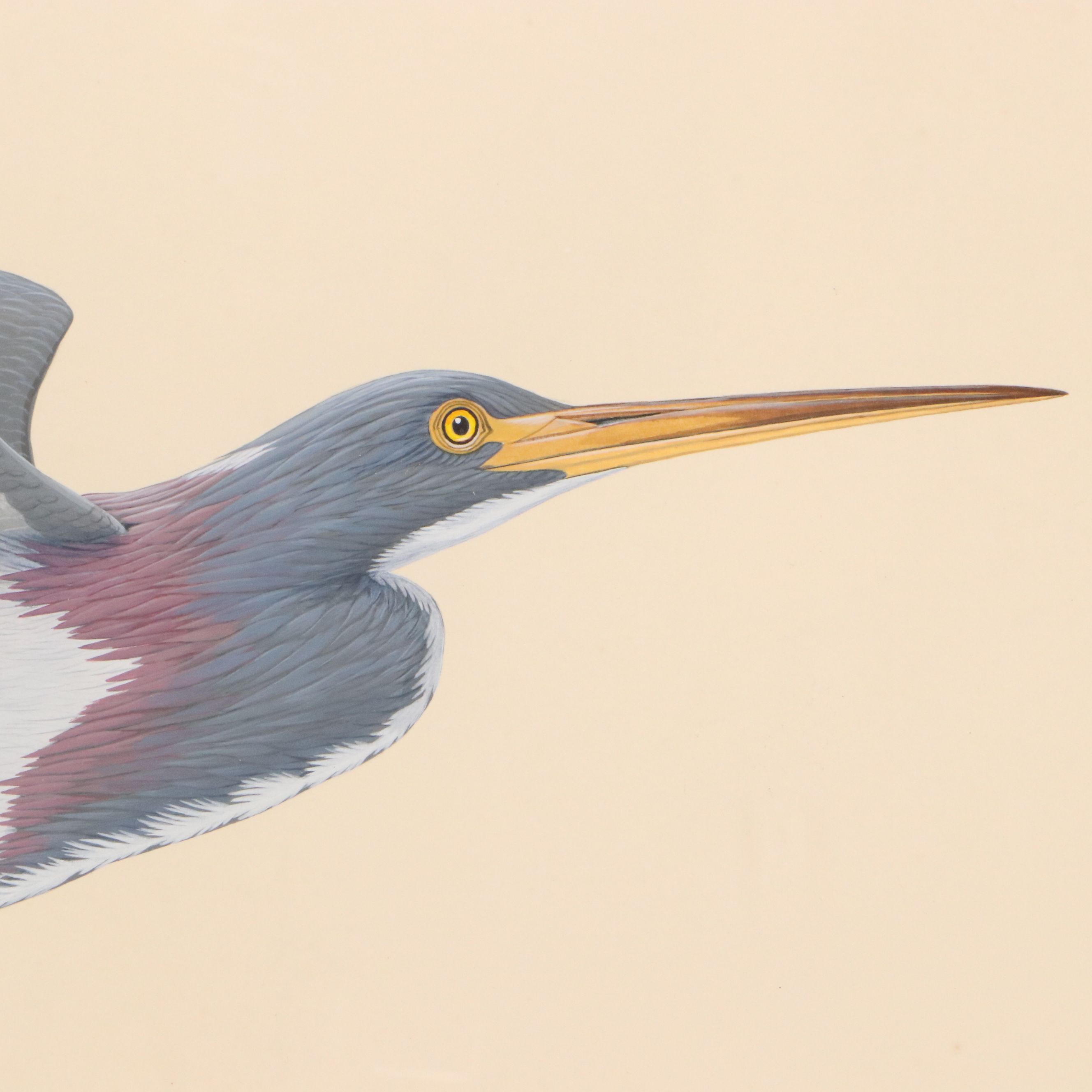 Lucien Harris III Ornithological Gouache Painting of Heron