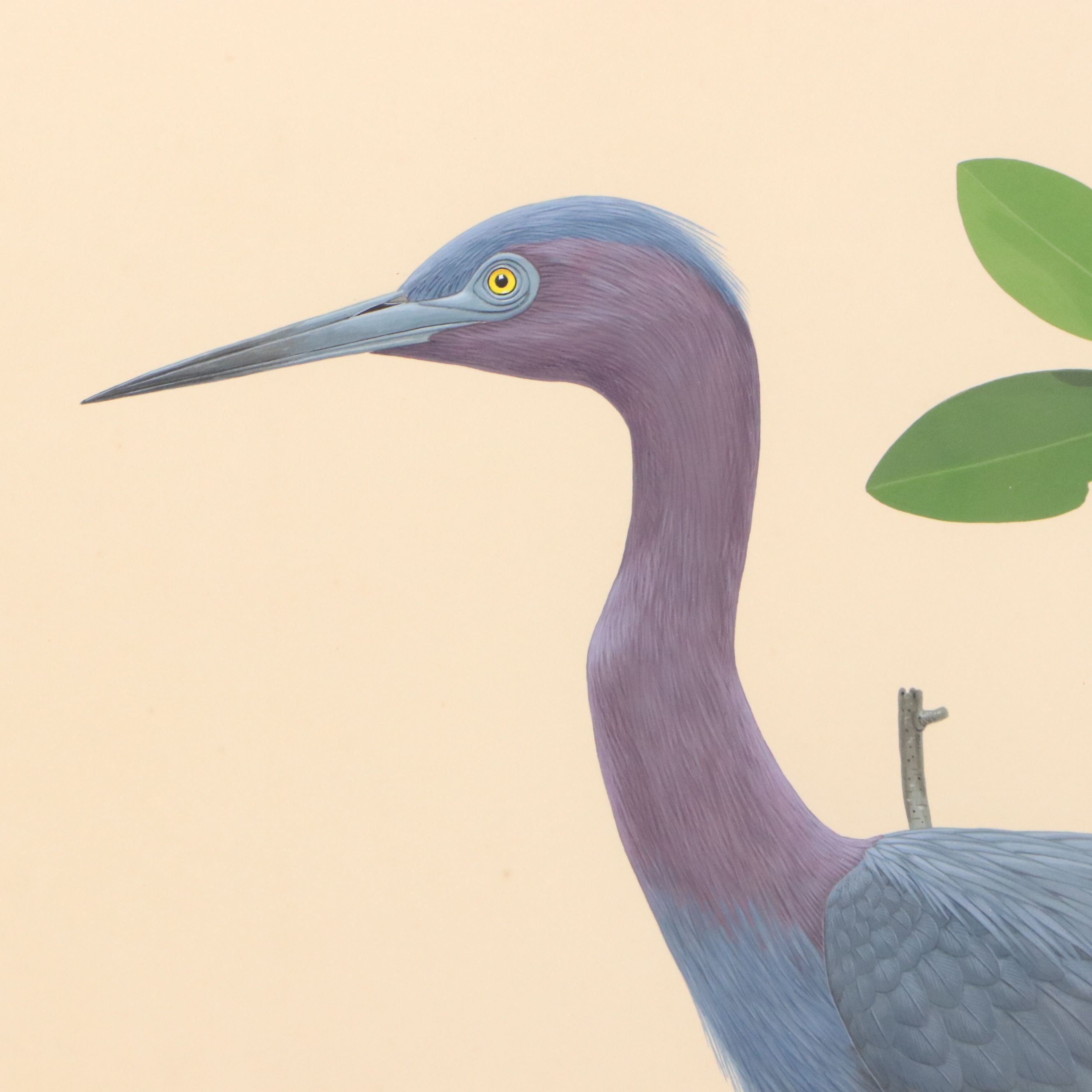 Lucien Harris III Ornithological Gouache Painting of Blue Heron
