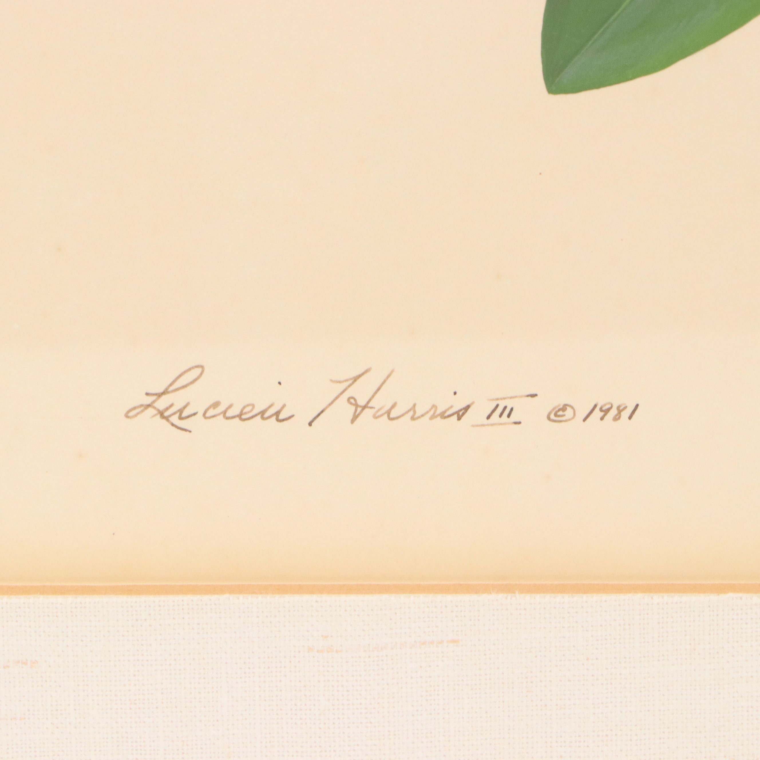 Lucien Harris III Ornithological Gouache Painting of Blue Heron