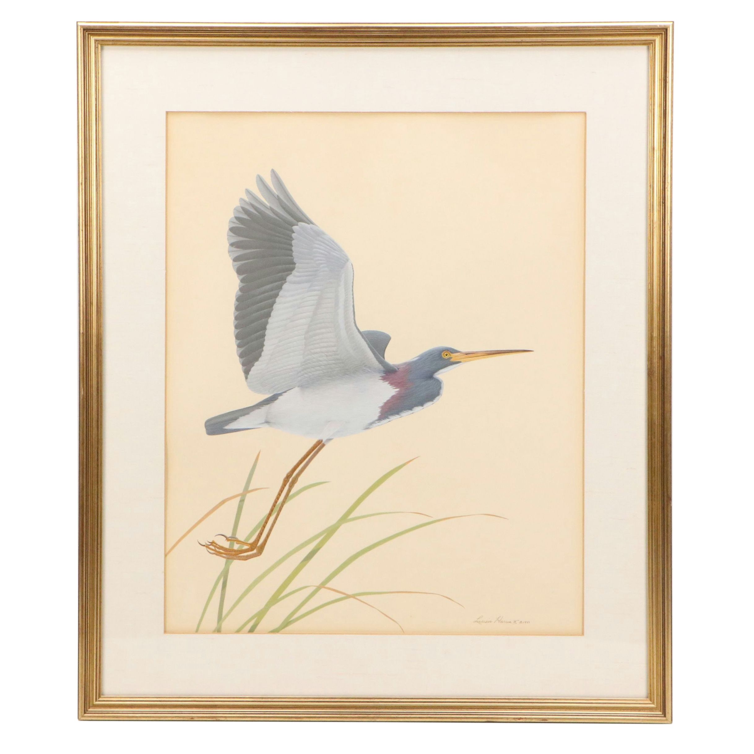 Lucien Harris III Ornithological Gouache Painting of Heron