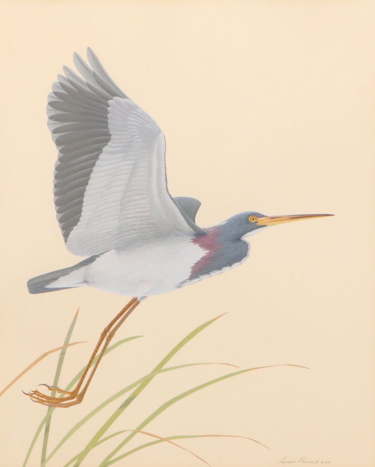 Lucien Harris III Ornithological Gouache Painting of Heron