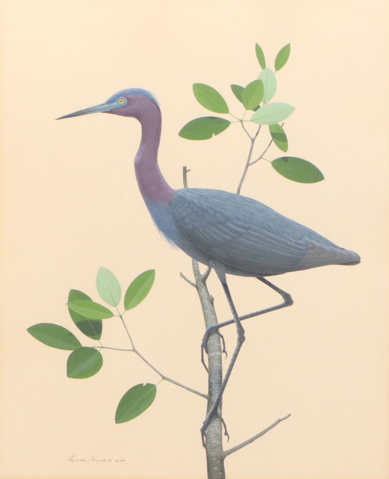 Lucien Harris III Ornithological Gouache Painting of Blue Heron