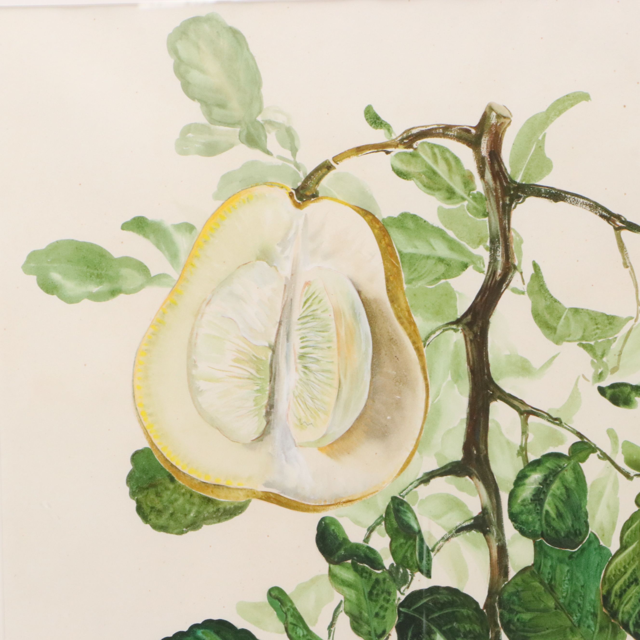 Lee Adams Botanical Watercolor Paintings