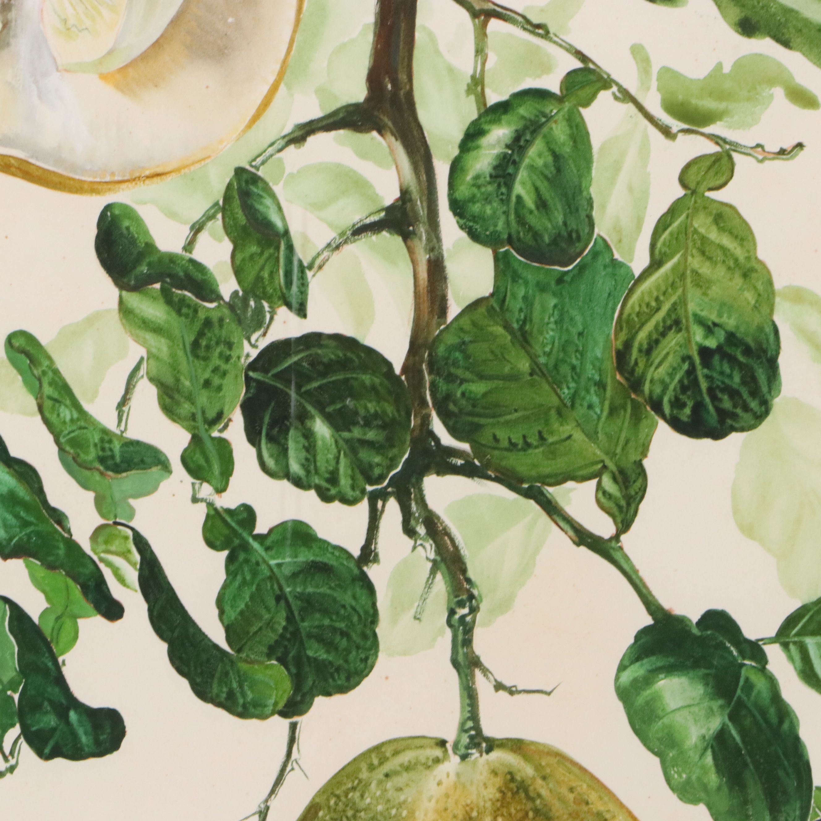 Lee Adams Botanical Watercolor Paintings