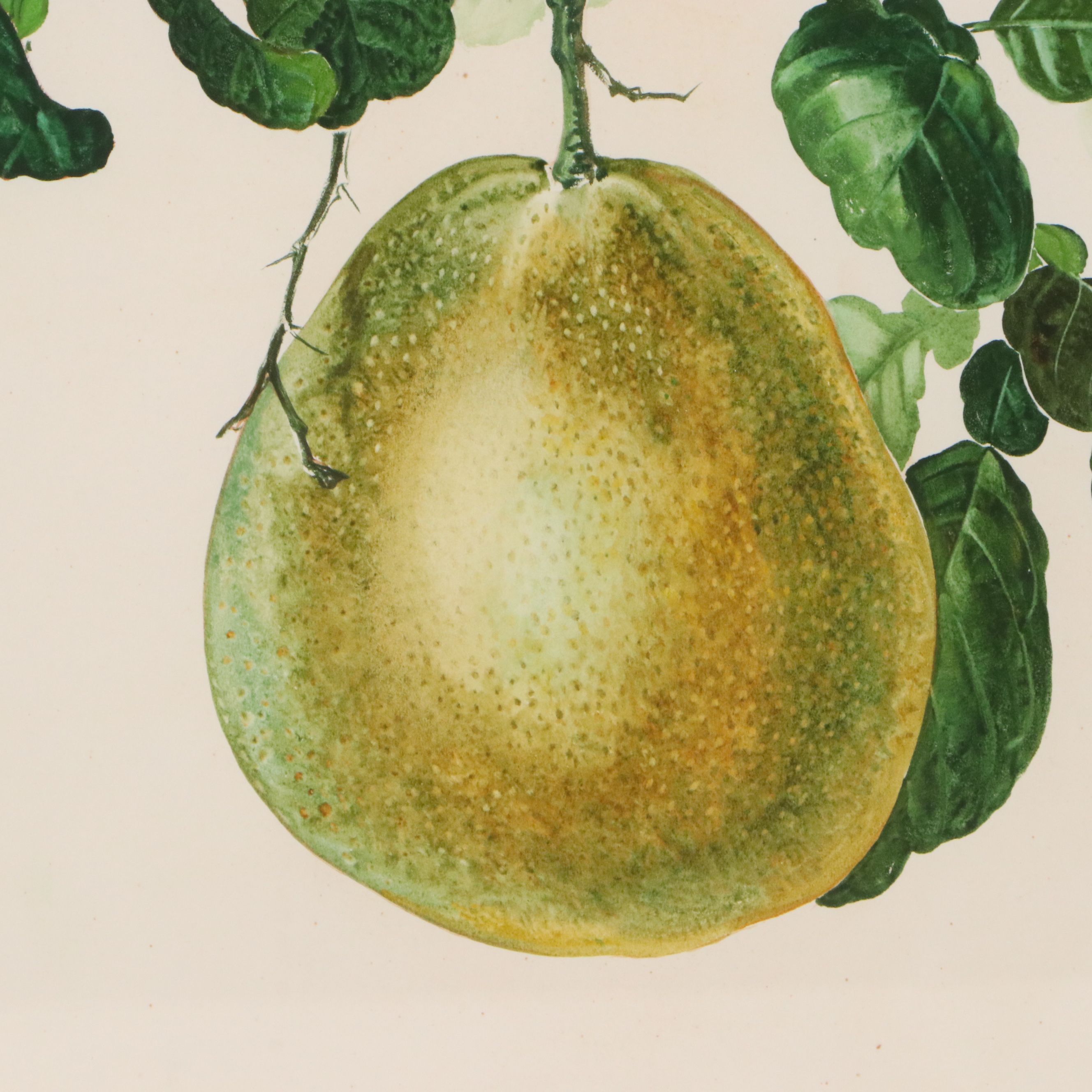 Lee Adams Botanical Watercolor Paintings