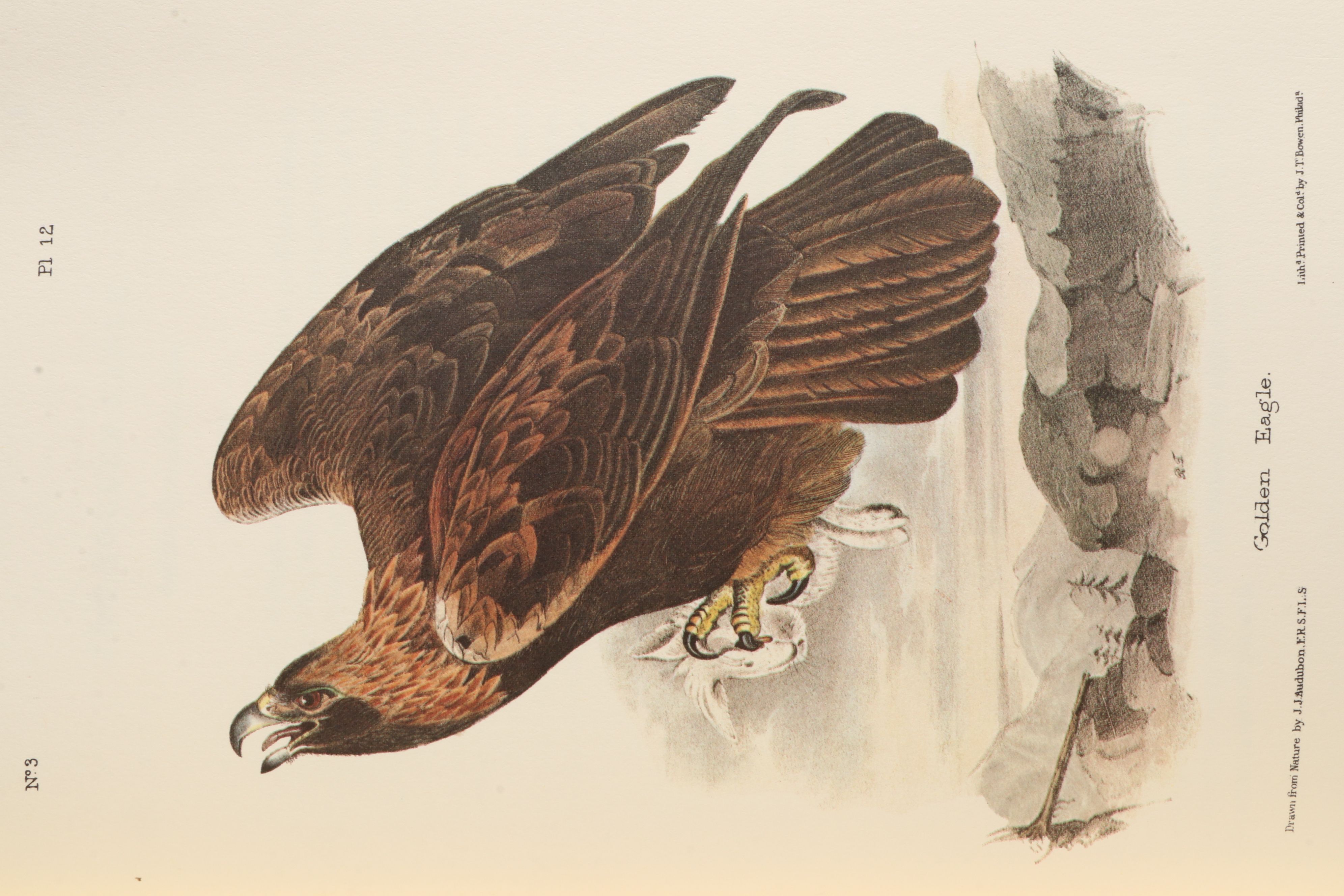 Limited Edition "Birds of America" and "Quadrupeds of North America" by Audubon
