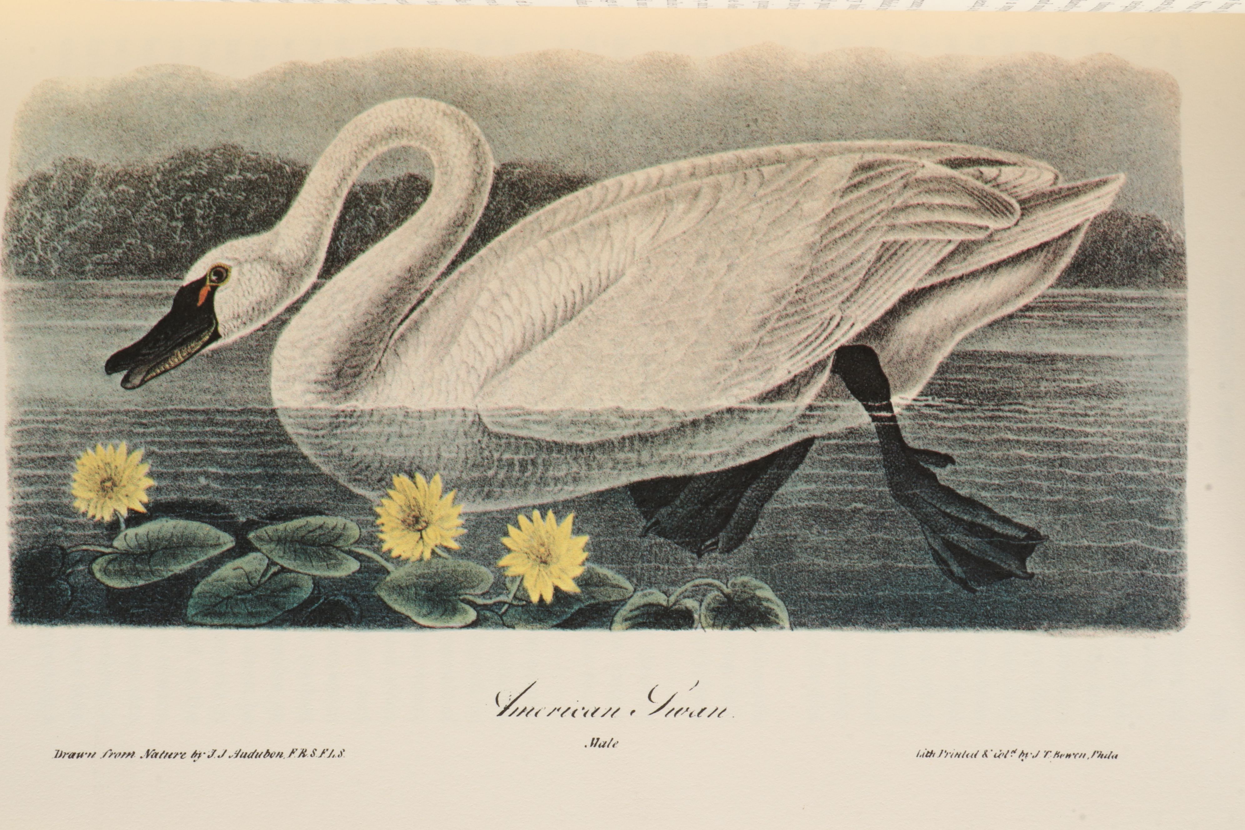 Limited Edition "Birds of America" and "Quadrupeds of North America" by Audubon