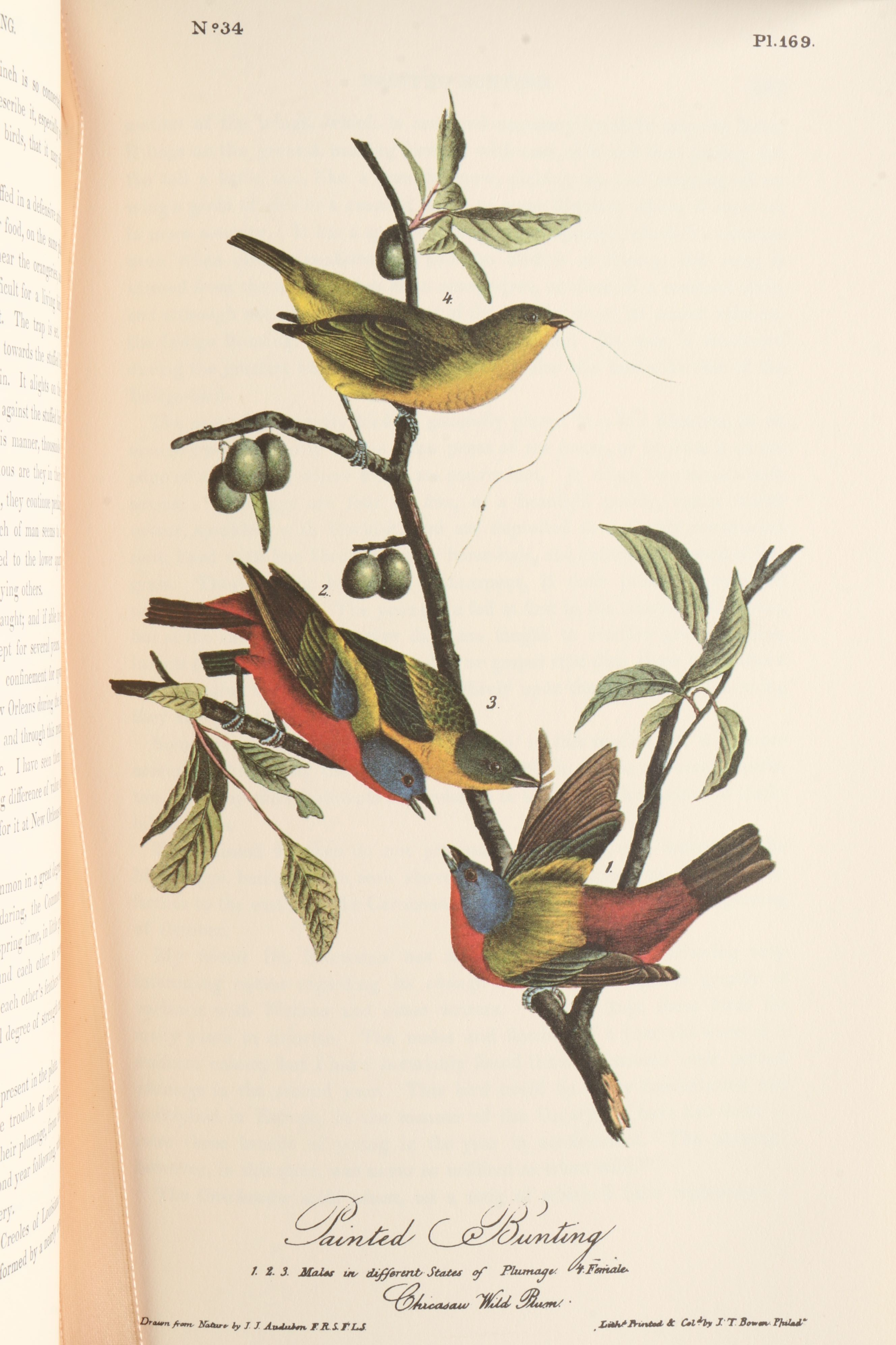 Limited Edition "Birds of America" and "Quadrupeds of North America" by Audubon