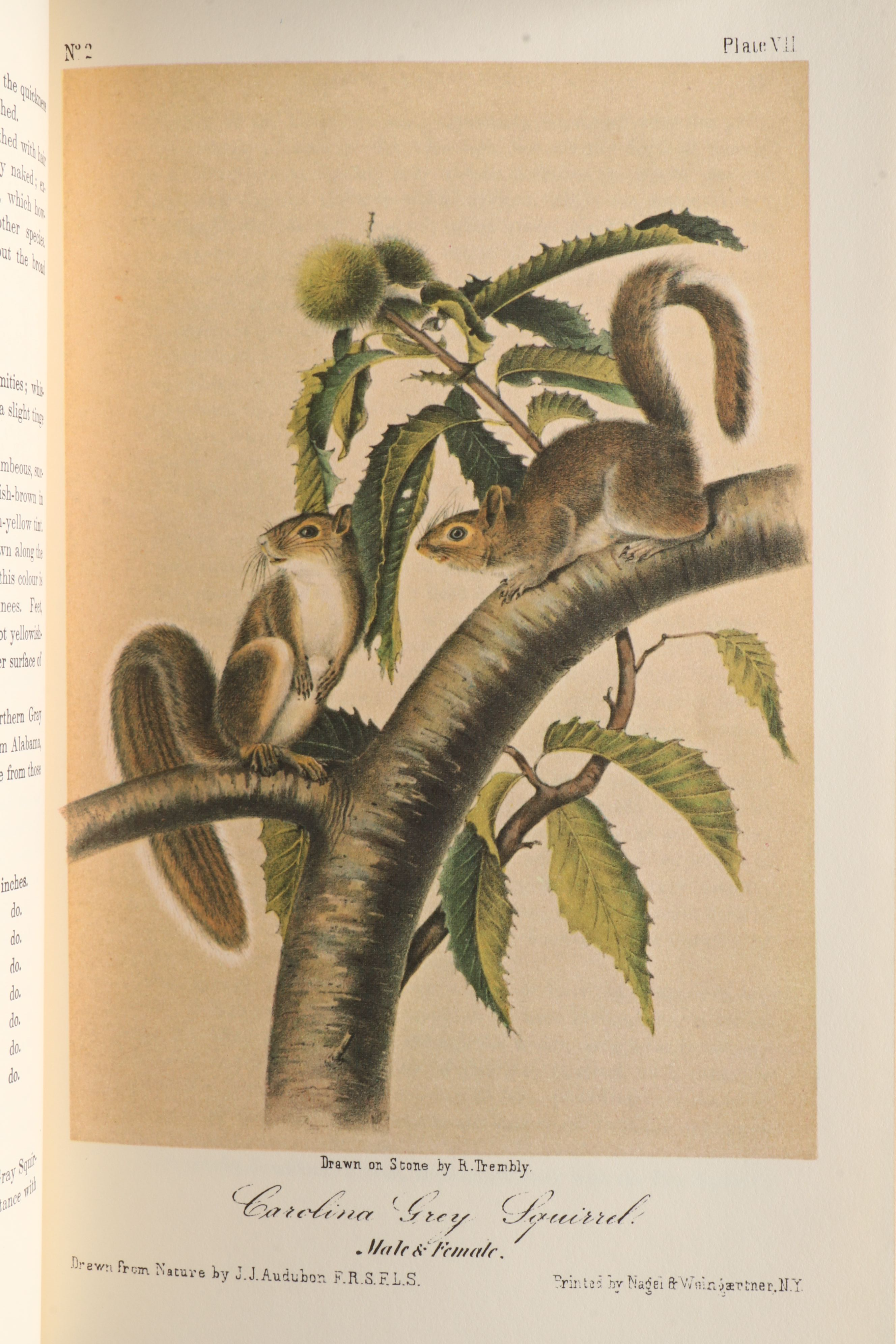 Limited Edition "Birds of America" and "Quadrupeds of North America" by Audubon