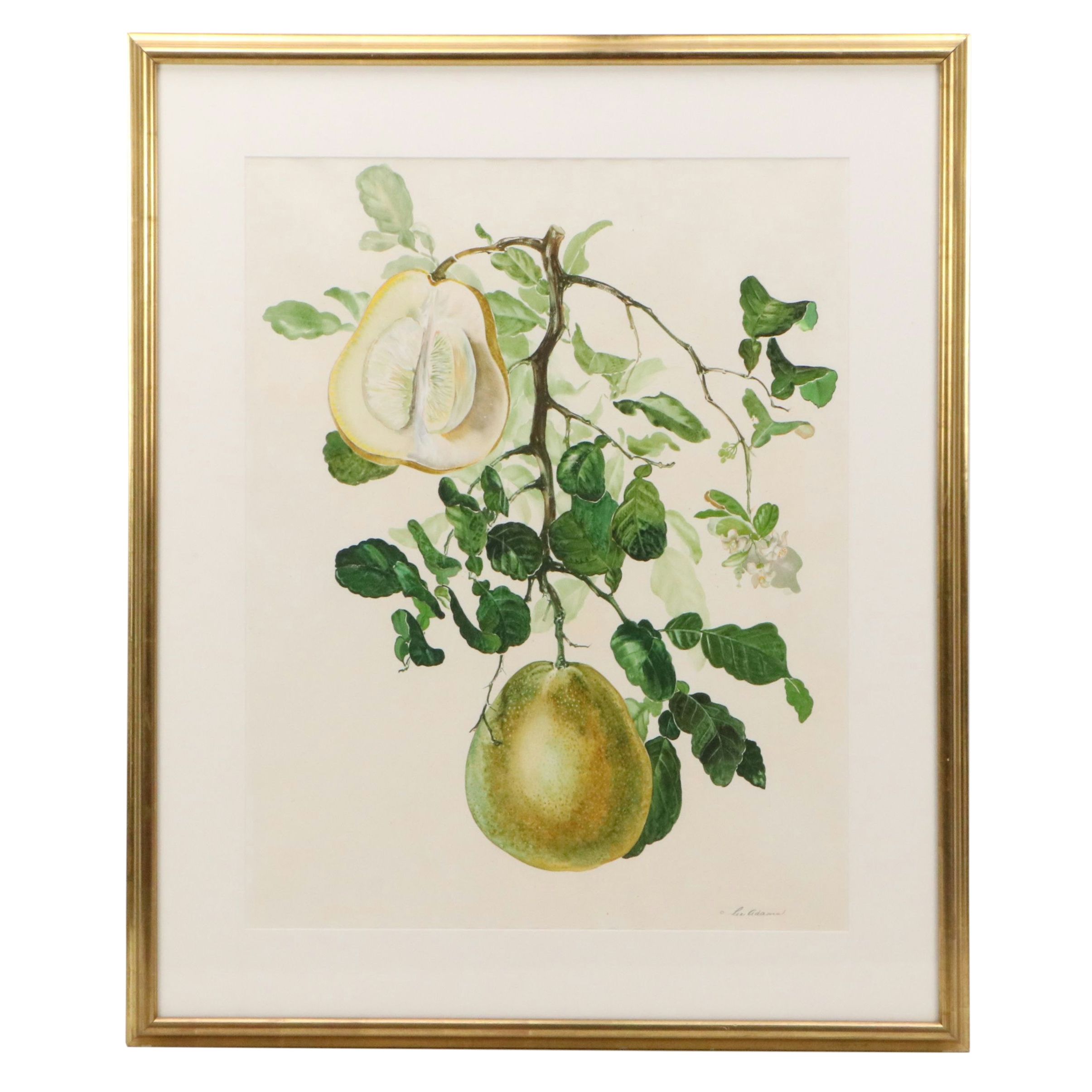Lee Adams Botanical Watercolor Paintings