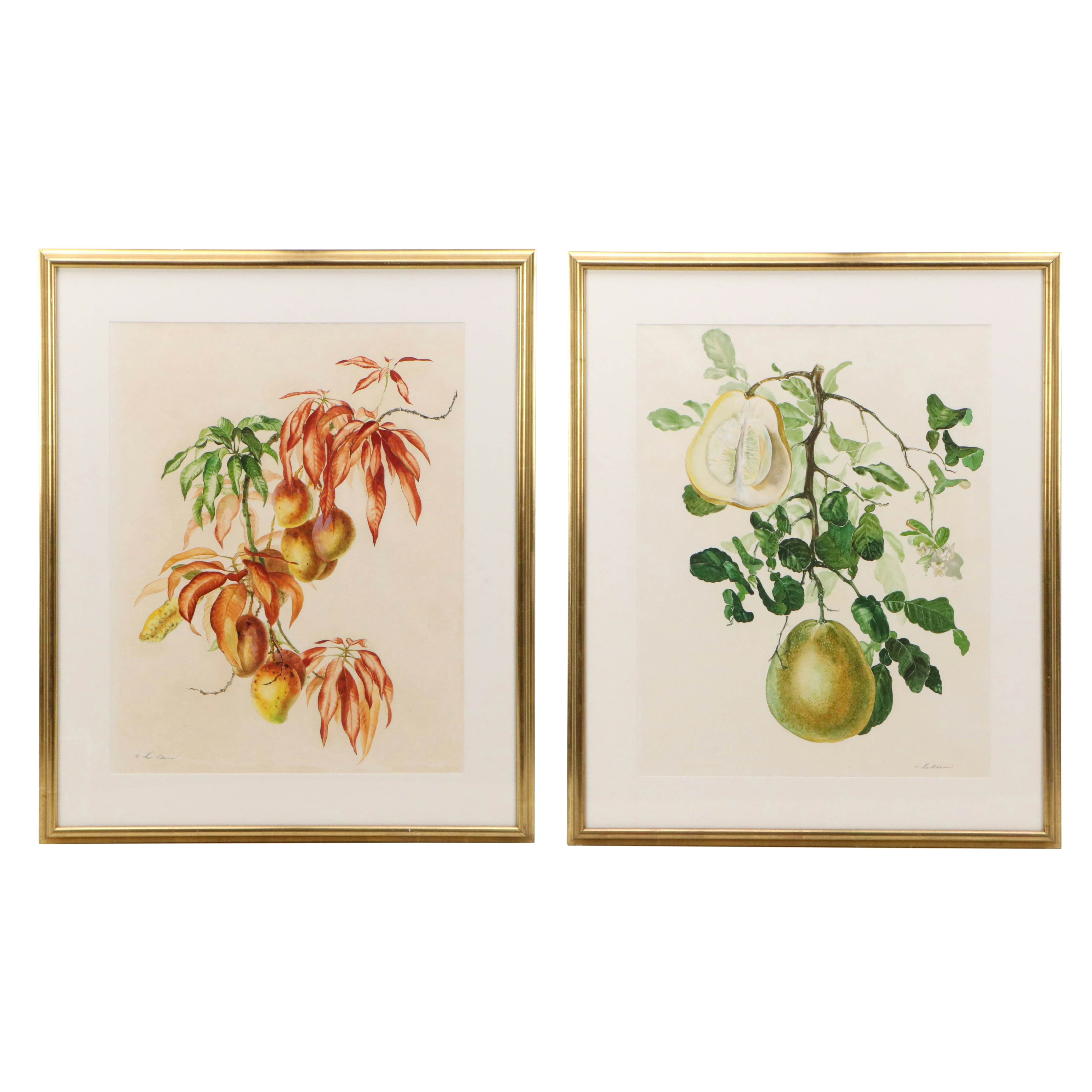 Lee Adams Botanical Watercolor Paintings