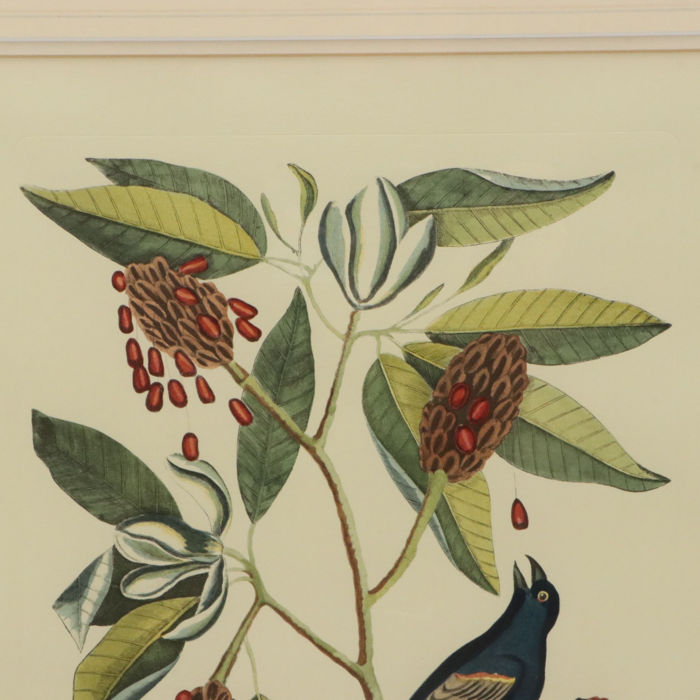 Ornithological Offset Lithograph After Mark Catesby