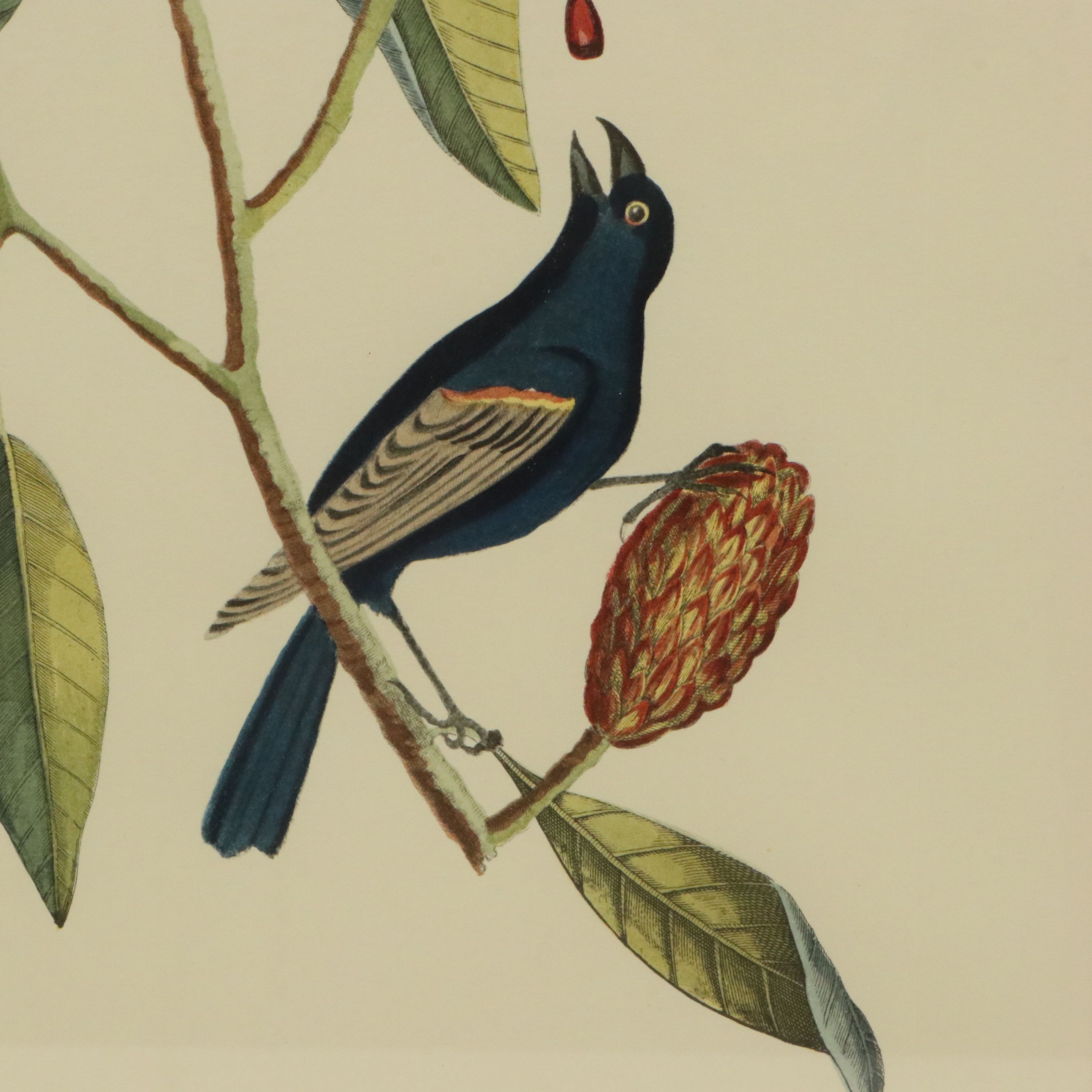 Ornithological Offset Lithograph After Mark Catesby
