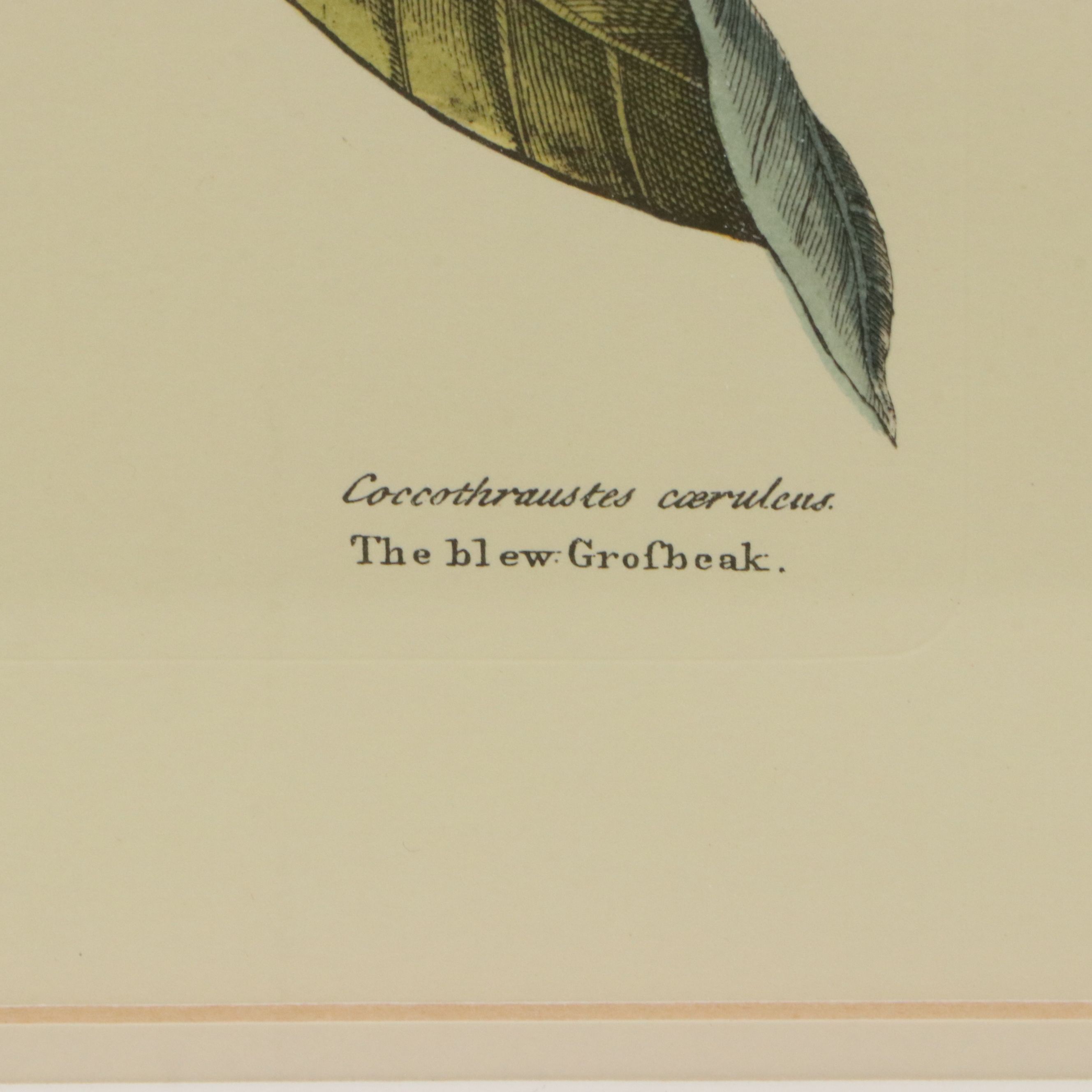 Ornithological Offset Lithograph After Mark Catesby