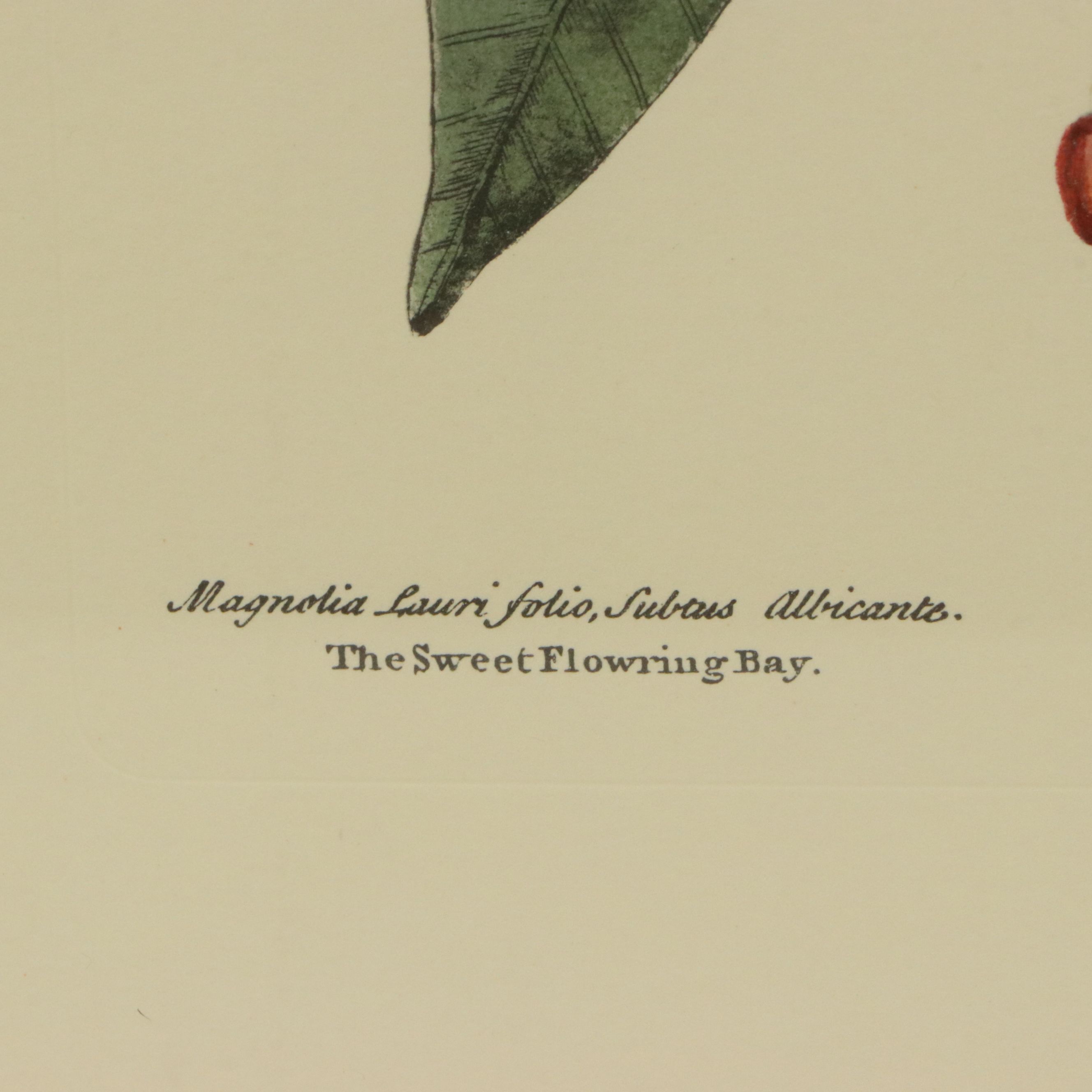 Ornithological Offset Lithograph After Mark Catesby