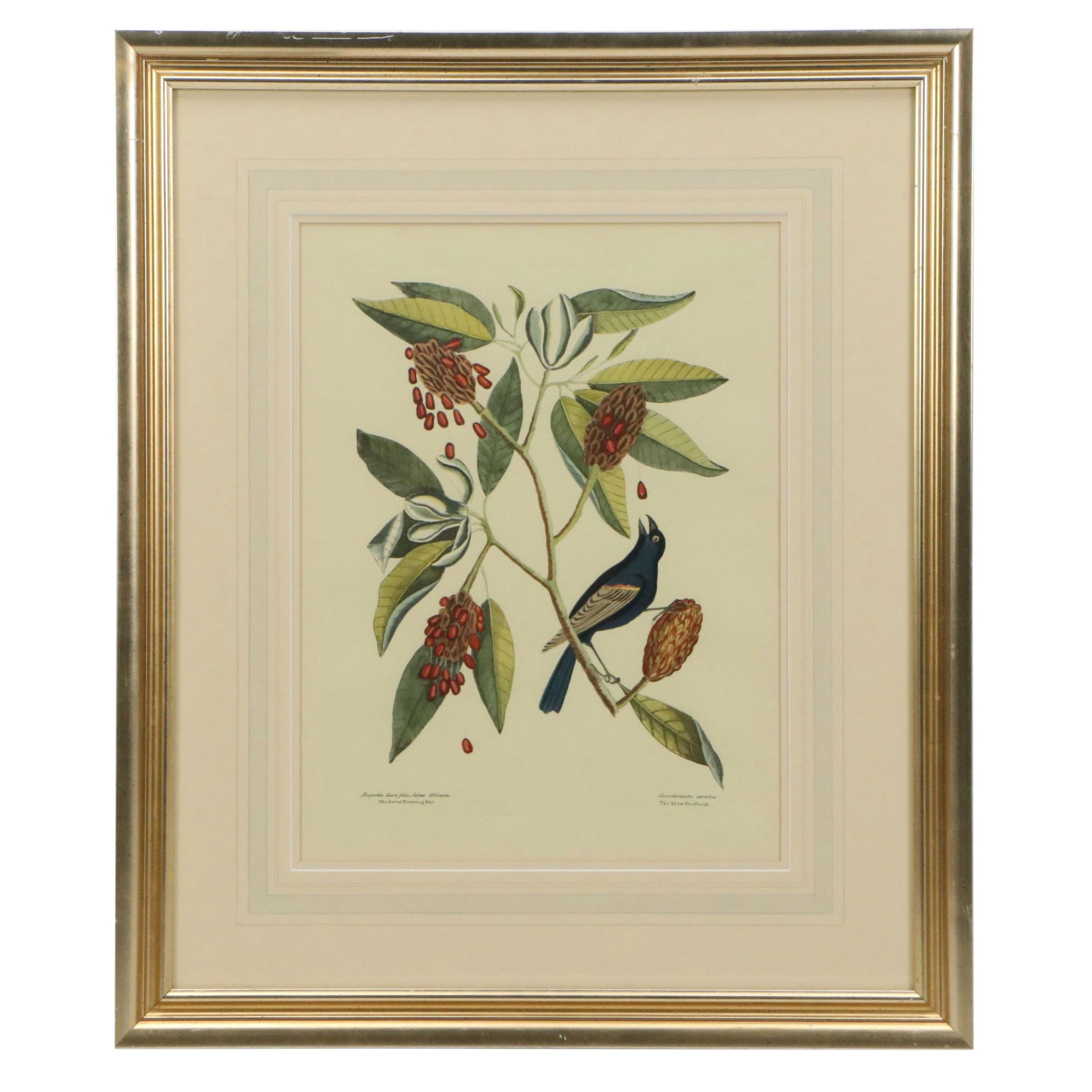 Ornithological Offset Lithograph After Mark Catesby
