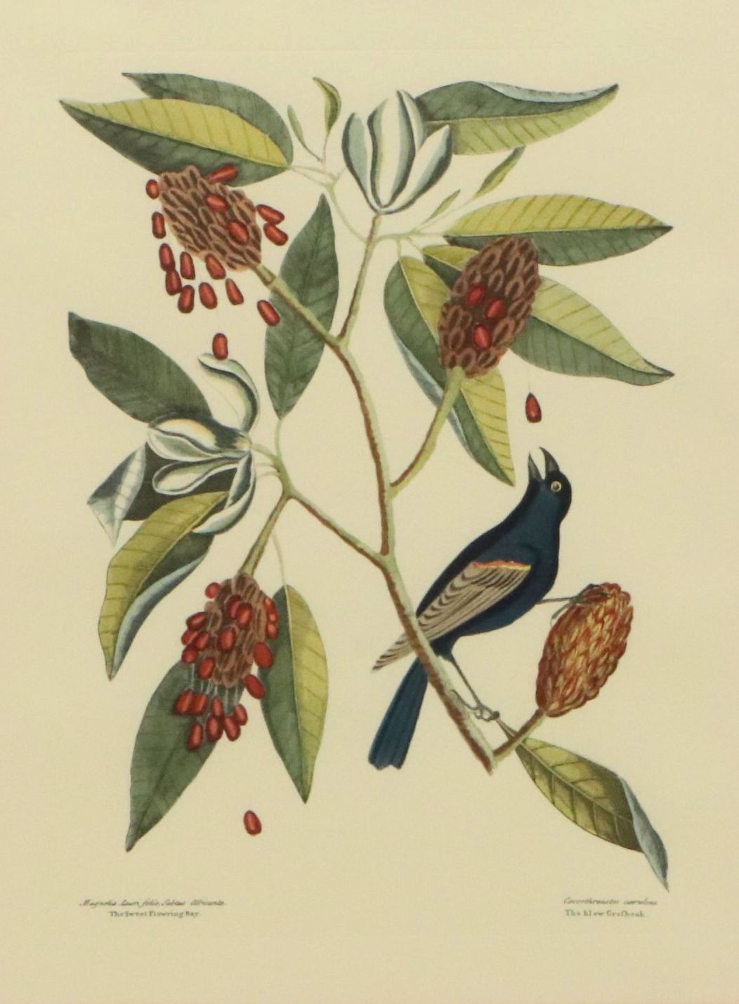 Ornithological Offset Lithograph After Mark Catesby