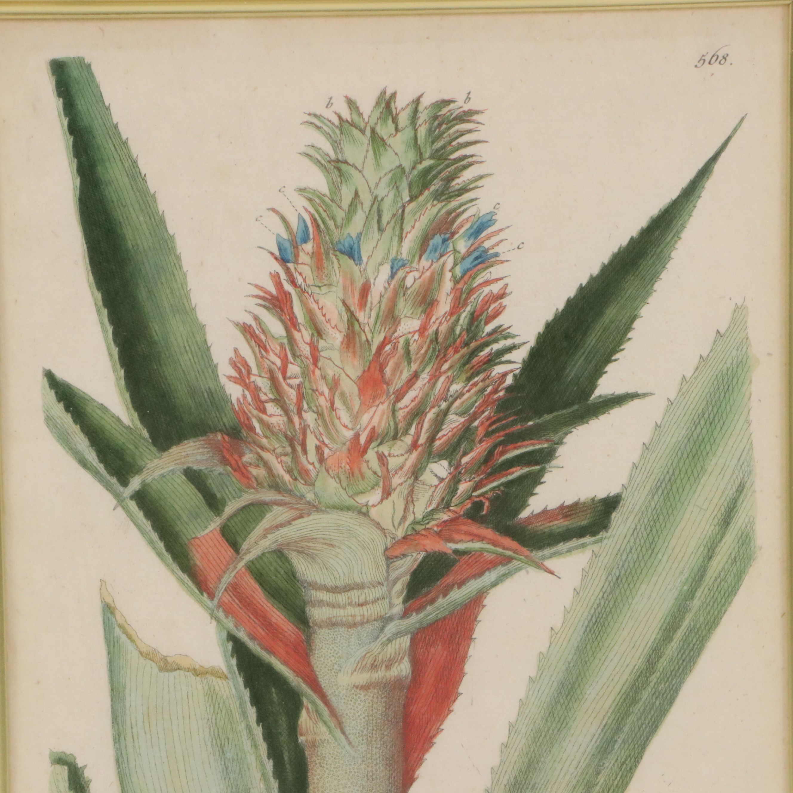 Elisabeth Blackwell Pineapple Flower Hand-Colored Engraving, 18th Century